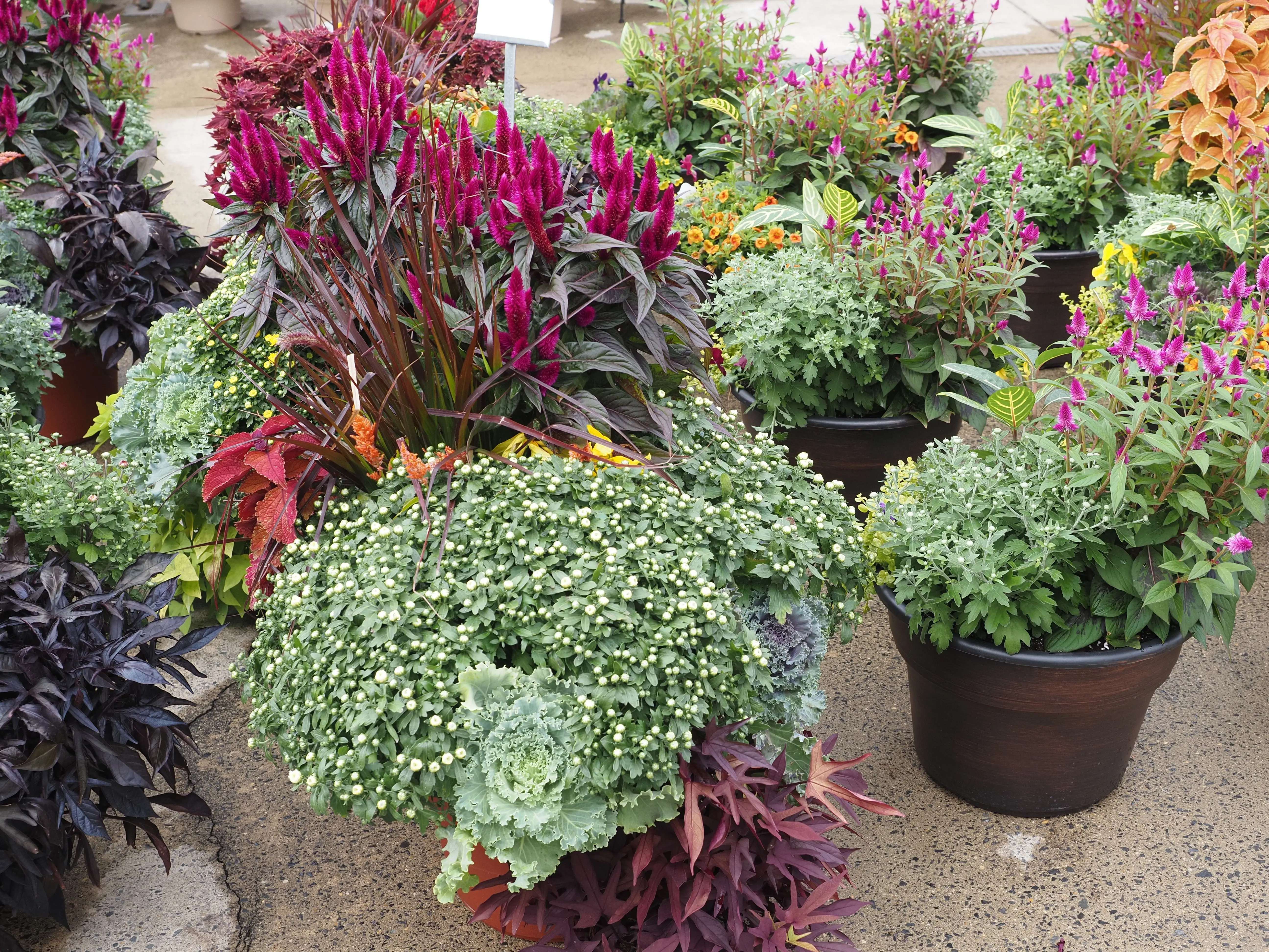 zone 5 perennials Lush outdoor display of colorful potted flowers and plants in Ivyland, Pennsylvania.