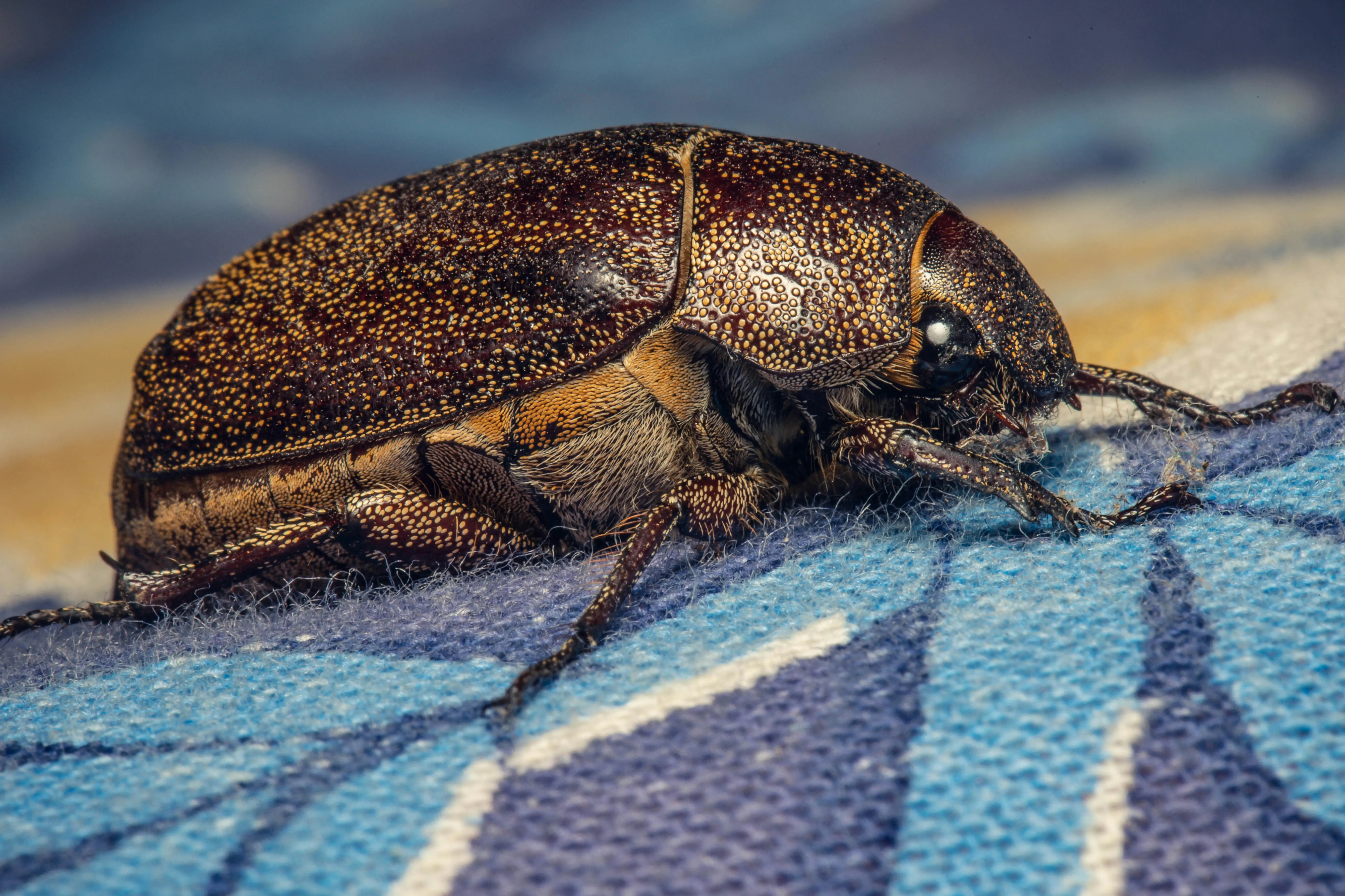 Carpet Beetles Spray : 5 Crucial Tips for Victory !