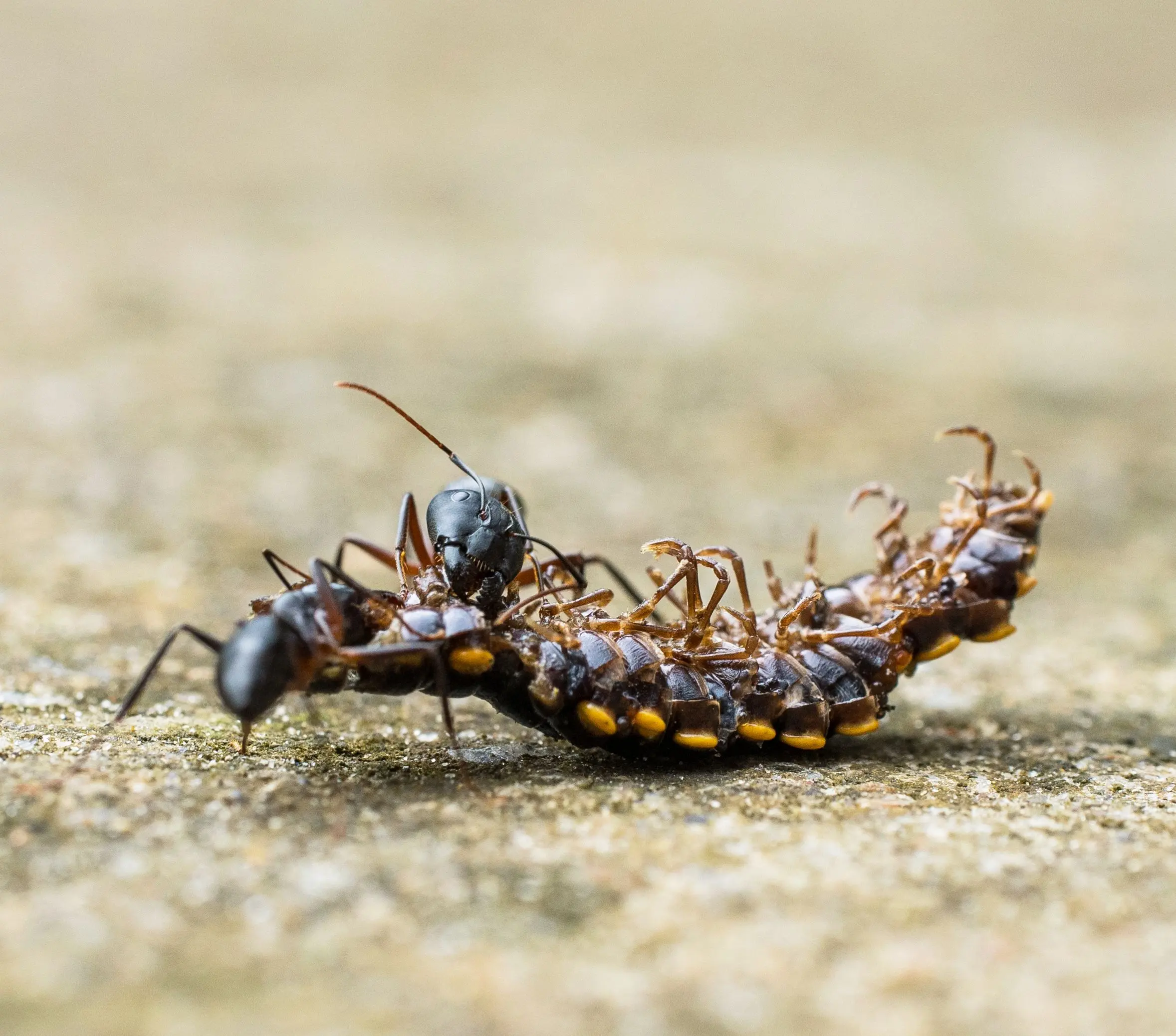ant spray outdoor Macro photo of an ant dragging a centipede on a textured surface, showcasing nature's life cycle.