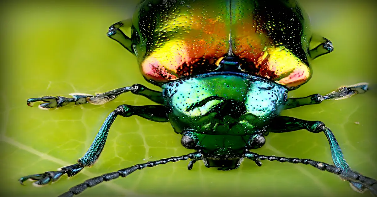 asian beetle spray
