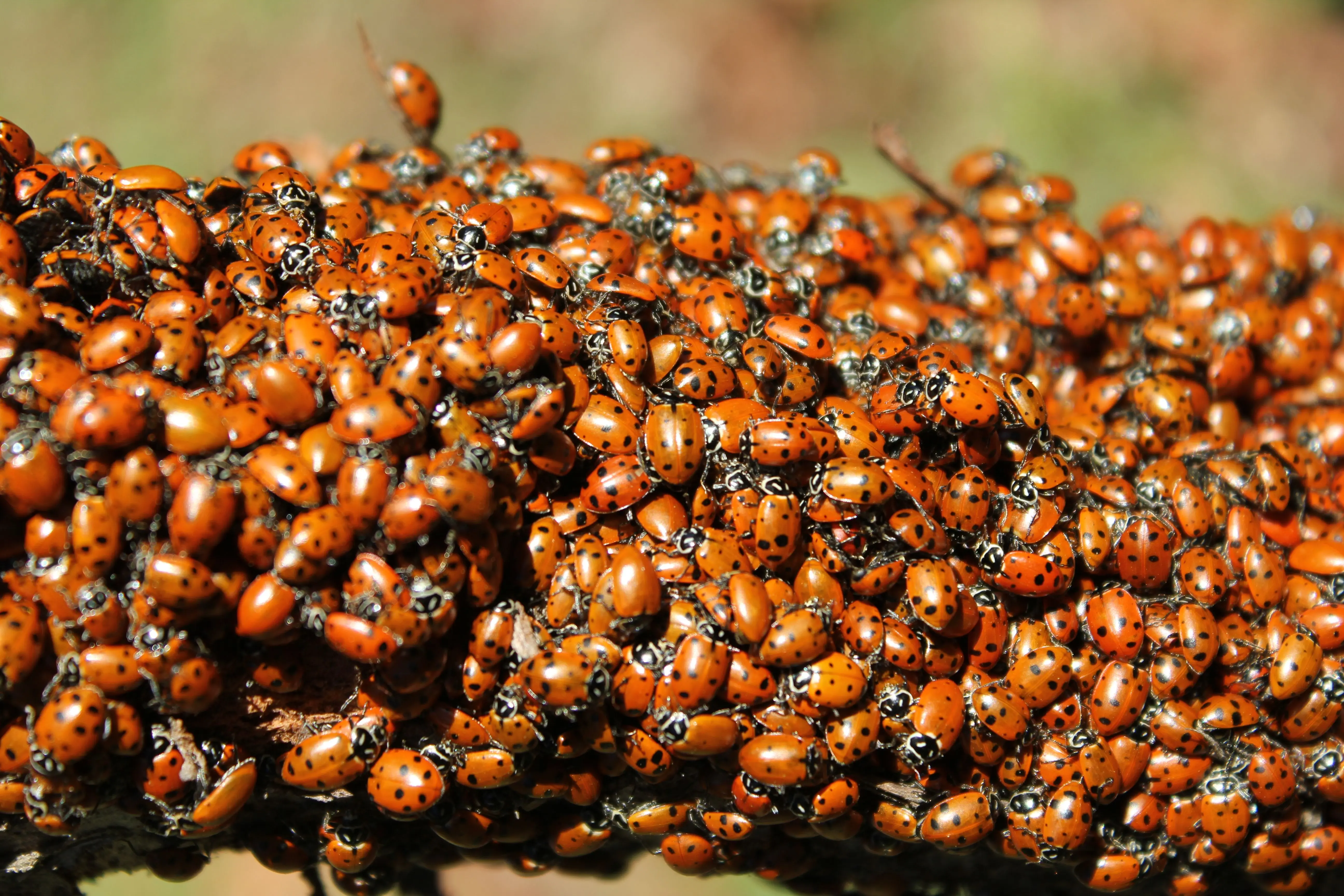 asian beetle spray A dense cluster of ladybugs covering a tree branch, showcasing nature's vibrant biodiversity.