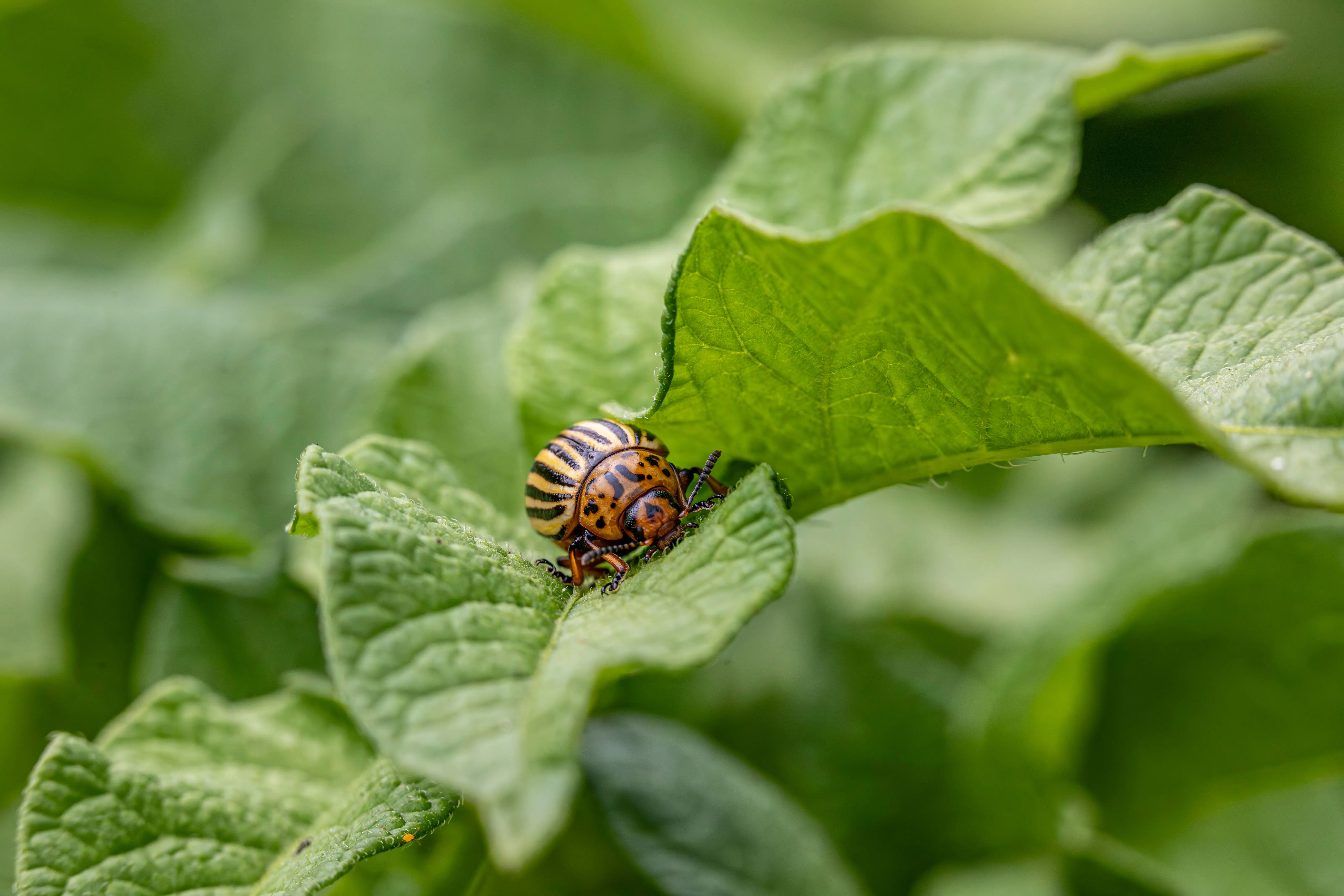 asian beetle spray Detailed view of a Colorado potato beetle on a leaf, showcasing its distinctive stripes.