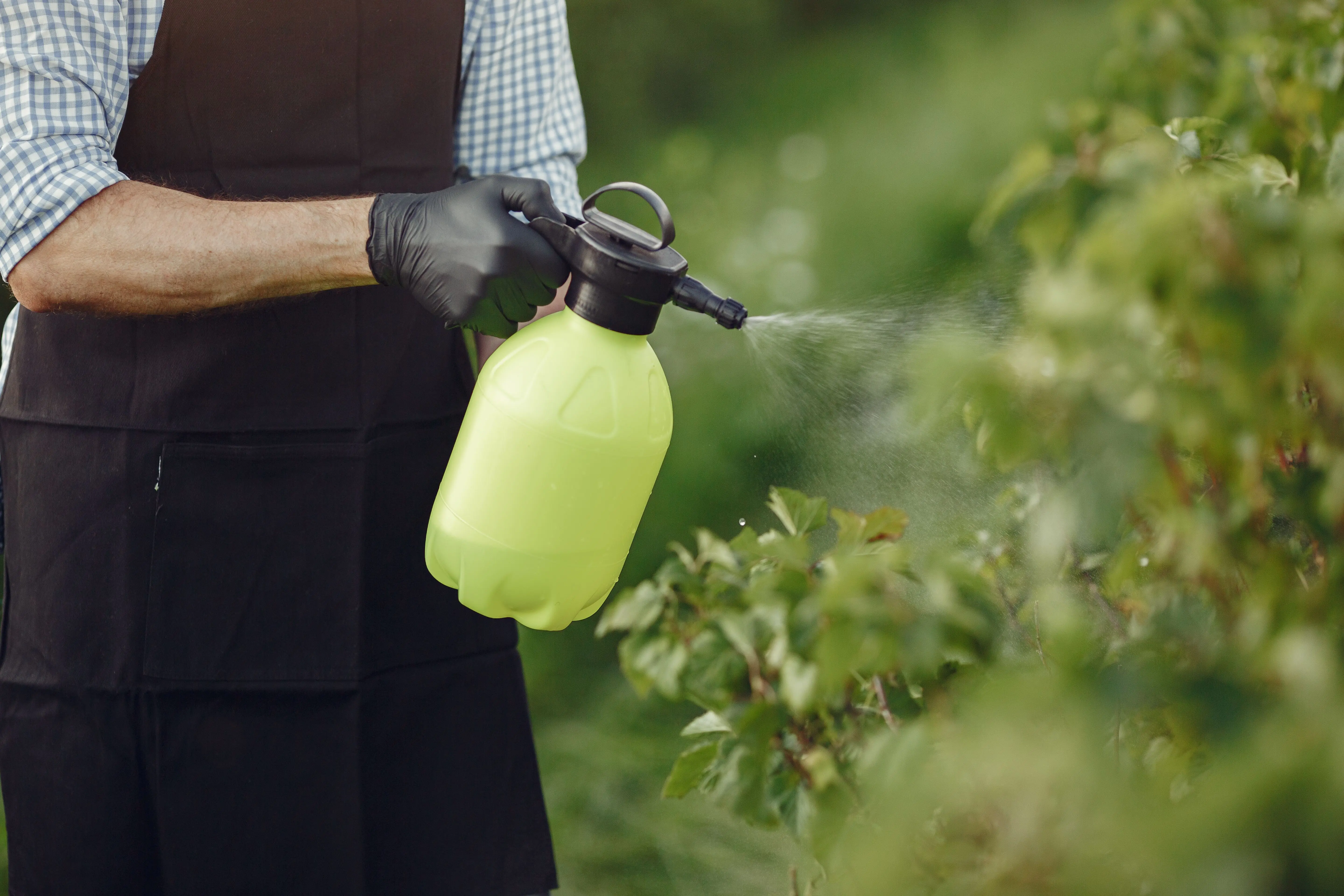 asian beetle spray Close-up of a gardener using a manual sprayer on bushes outdoors, focusing on plant care.