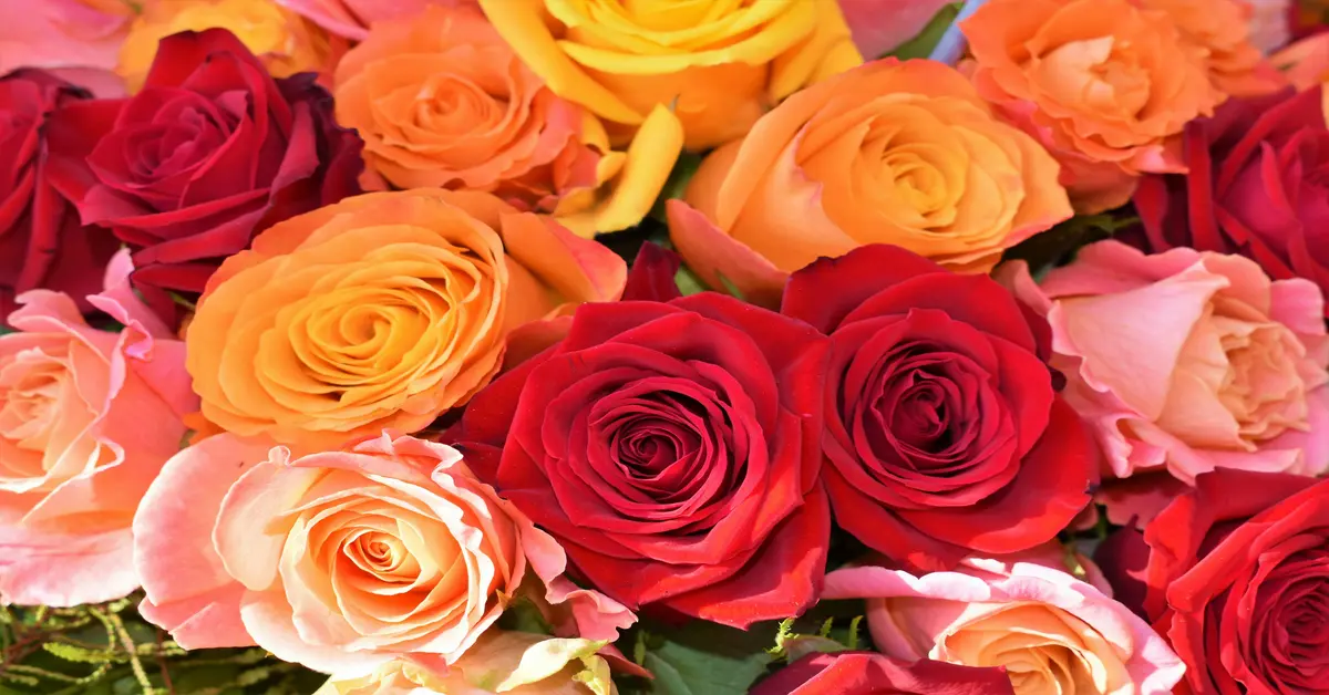 big bouquet of roses