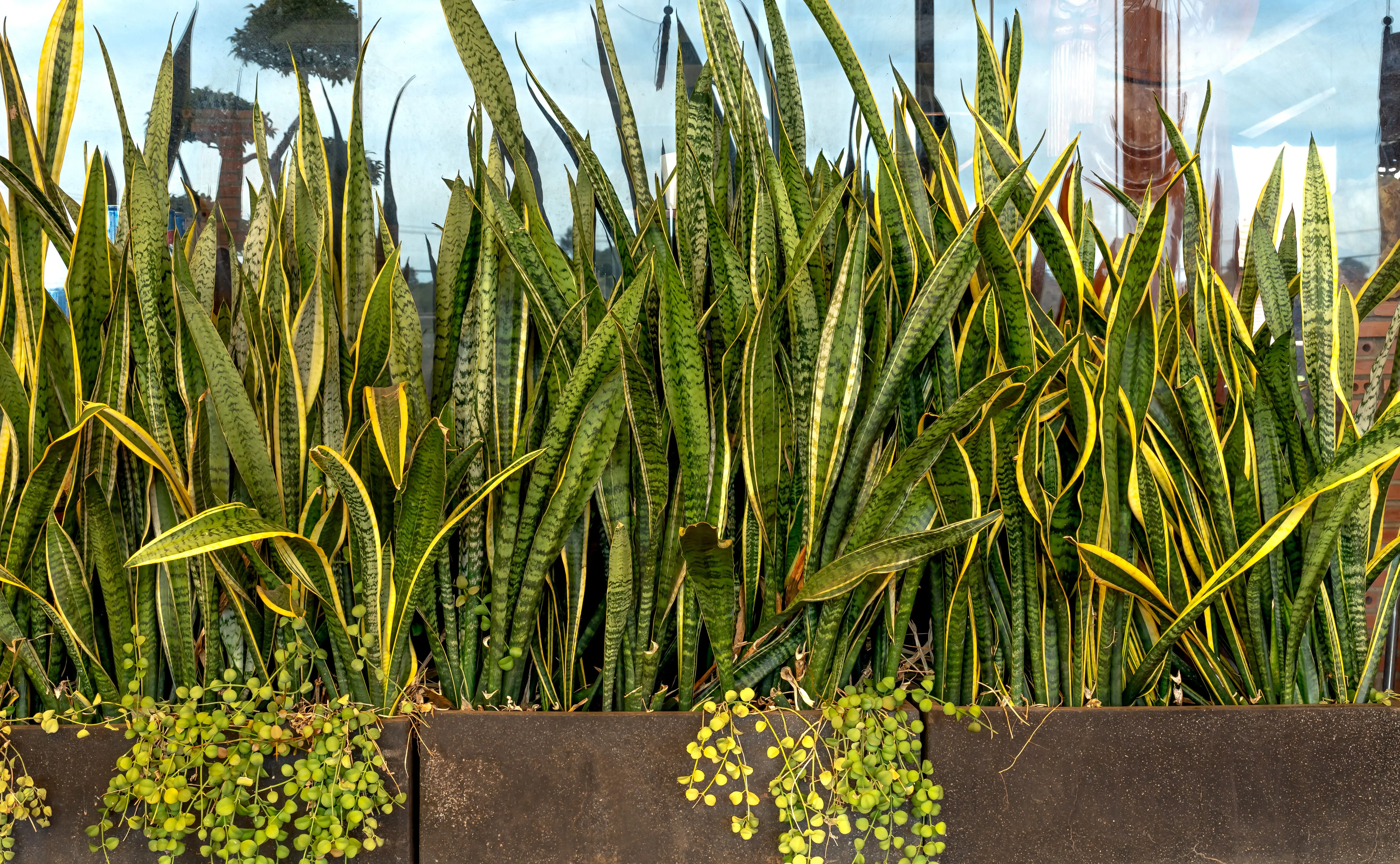 big snake plant Dense Sansevieria plants thriving in outdoor metal planters, under natural light.