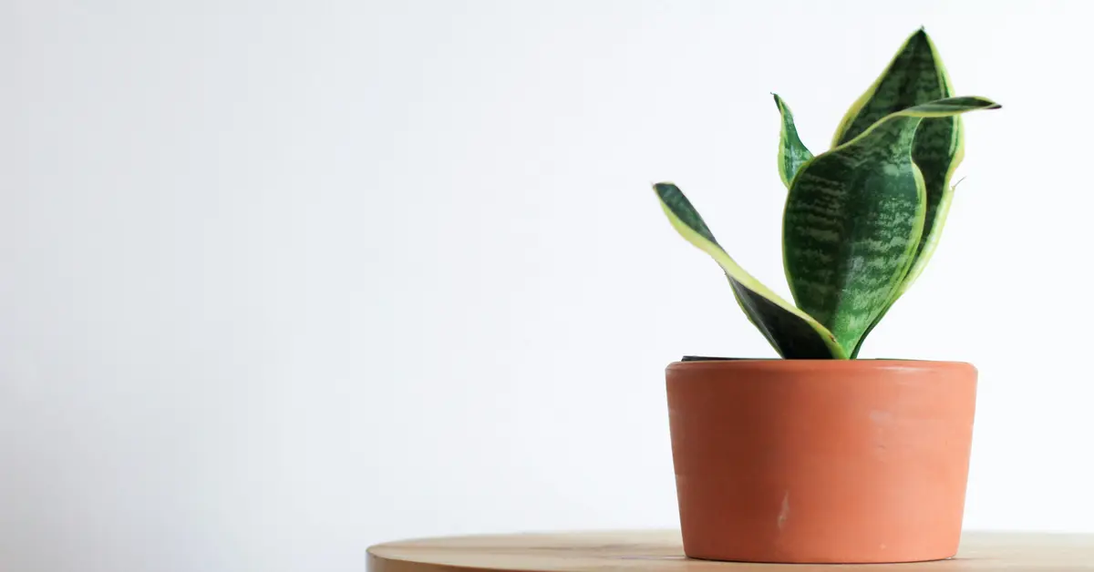 big snake plant