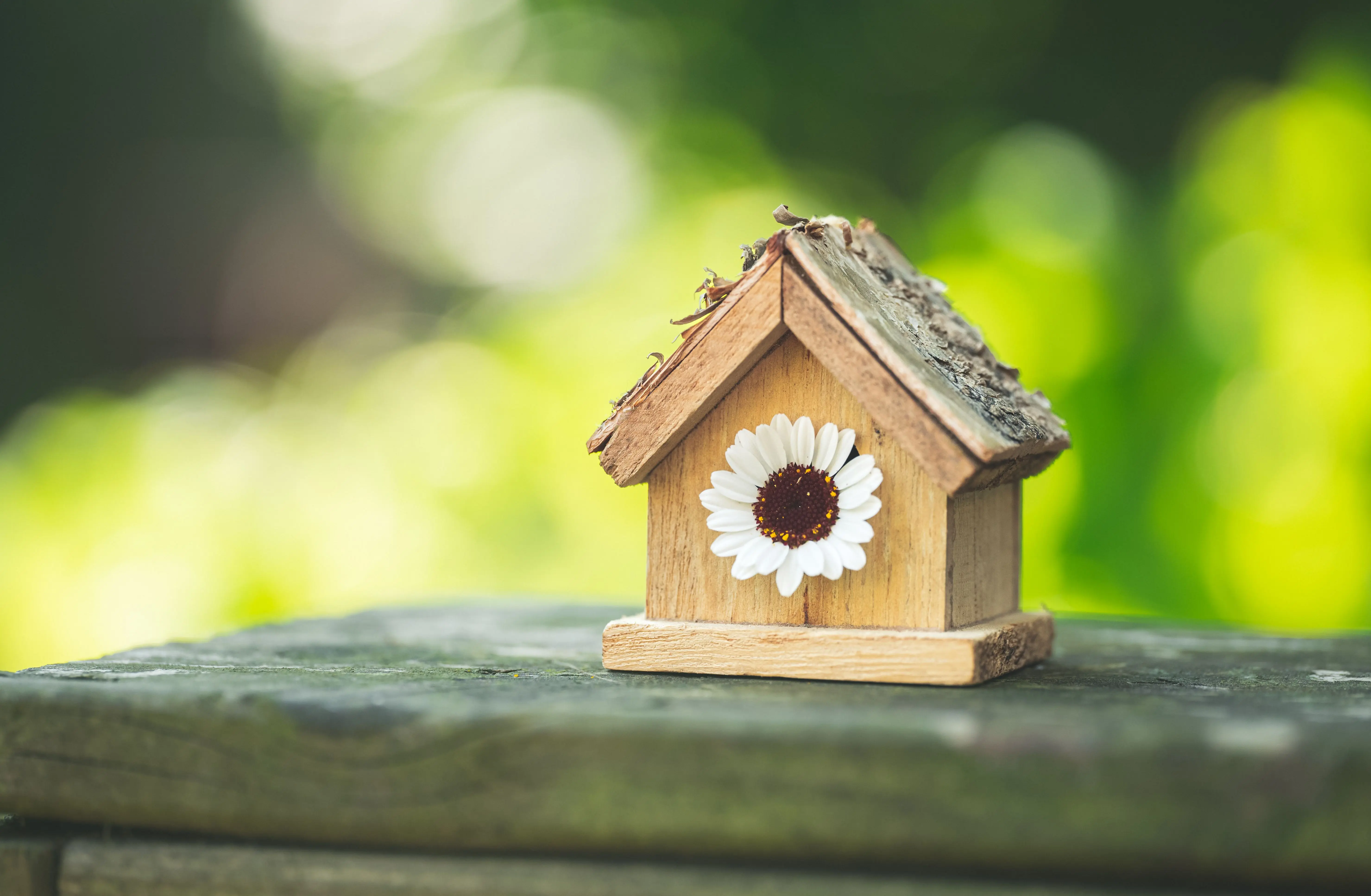 birdhouse kit Close-up of a wooden birdhouse with a daisy flower on a sunny day.