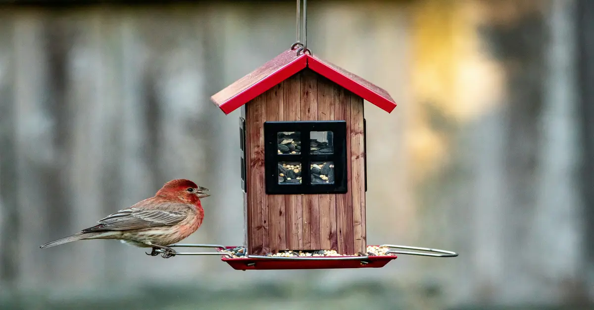 birdhouse kit