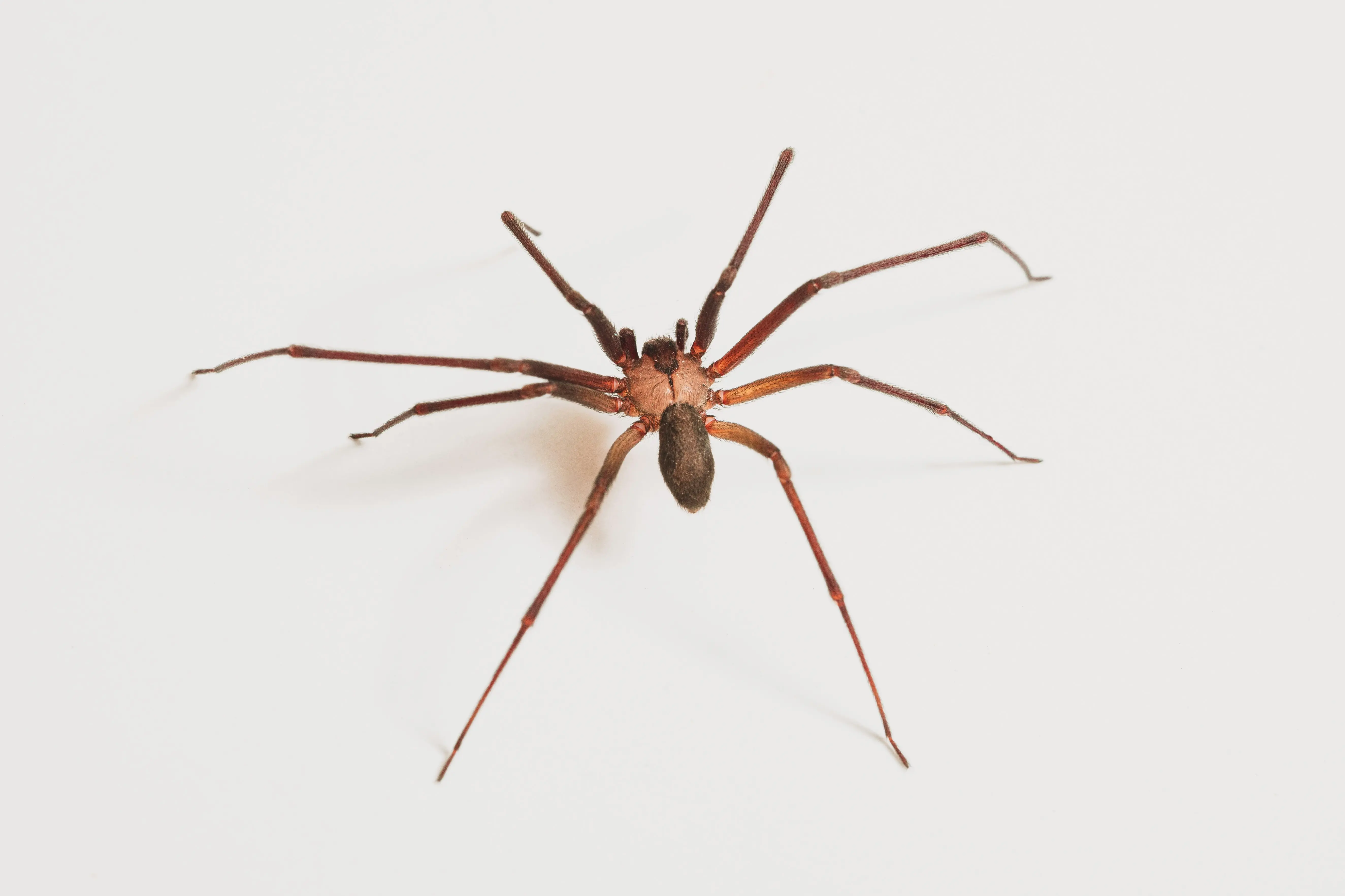 Brown Spider with Black Stripes : 5 Startling Facts !