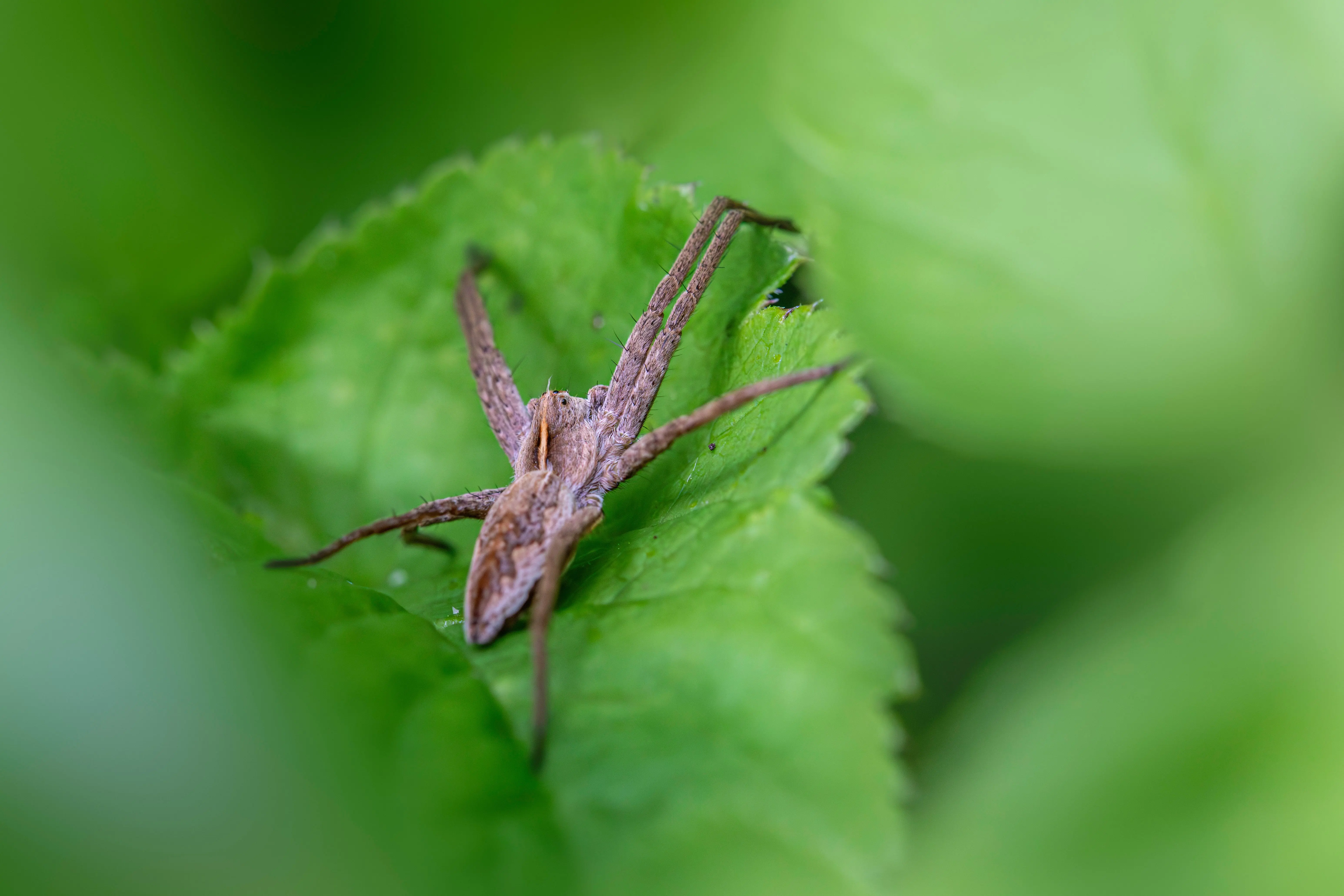 brown spider with black stripes Pisaura mirabilis spider resting on a green leaf showcasing its ecological role.