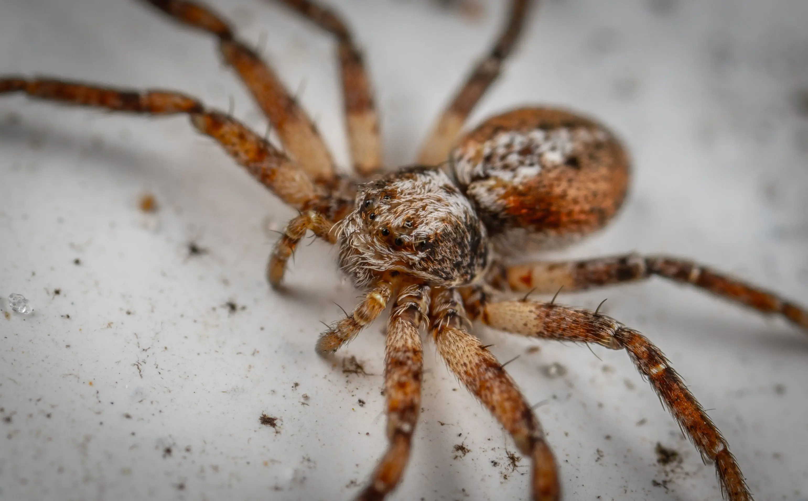 brown spider with black stripes Dangerous wild American grass spider with brown long body and spotted hairy legs crawling on messy white surface in aquarium
