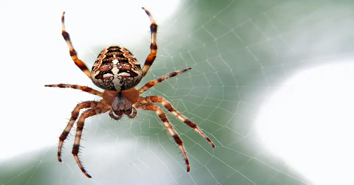 brown spider with black stripes