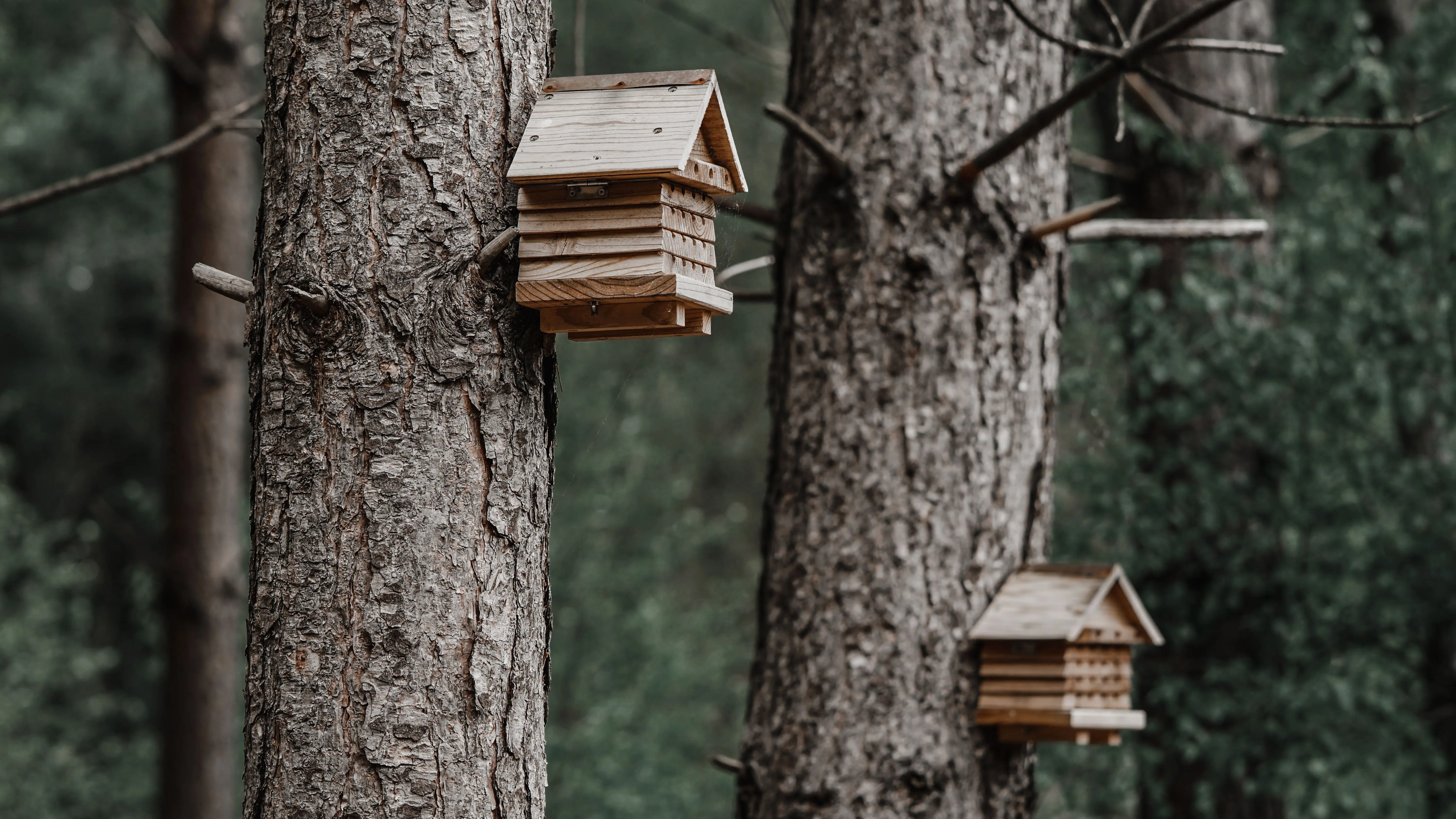 birdhouse kit Two wooden birdhouses attached to tree trunks in a quiet forest setting.