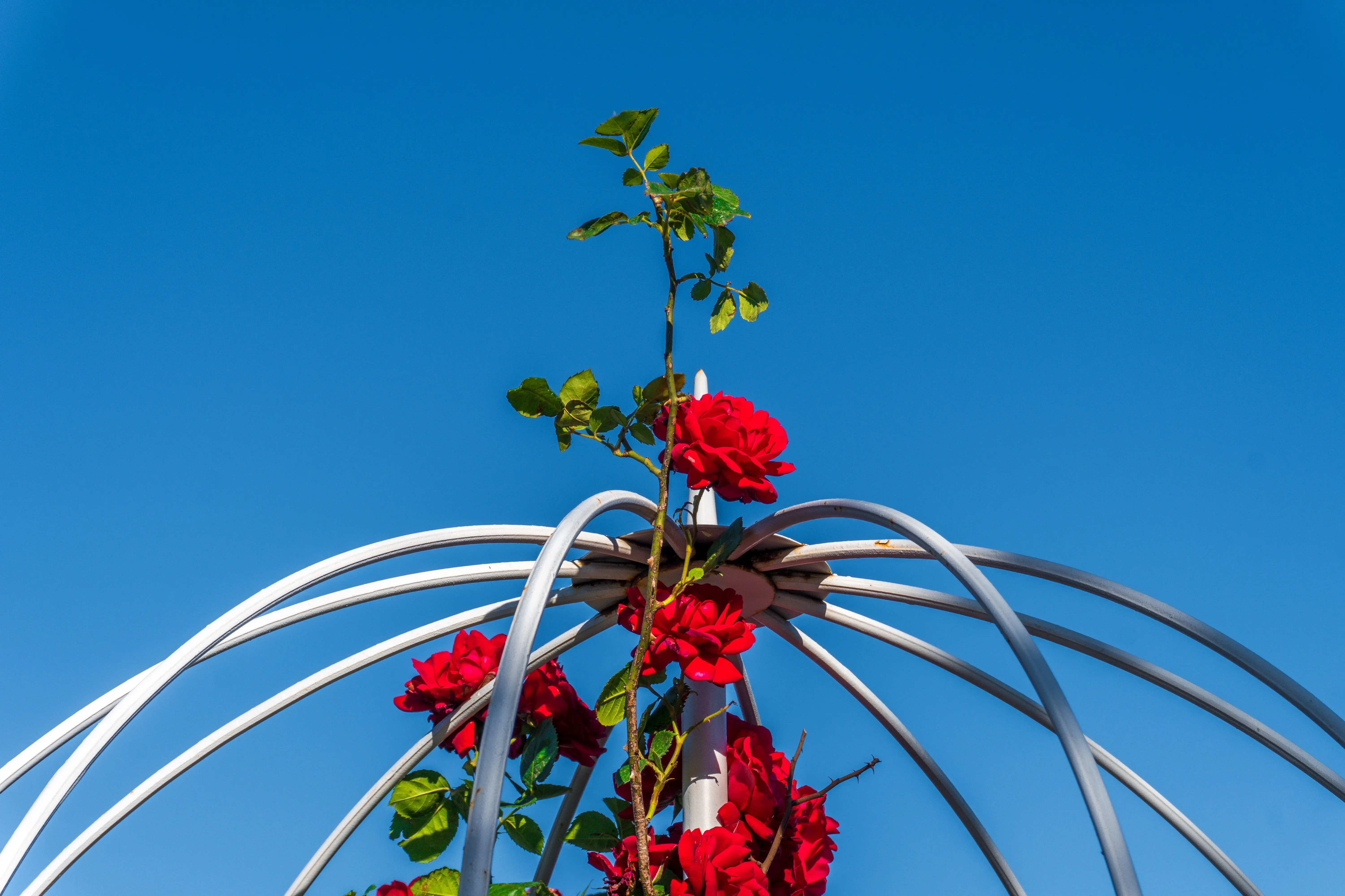 big bouquet of roses Vibrant red roses climbing a decorative metal arch set against a clear blue sky.
