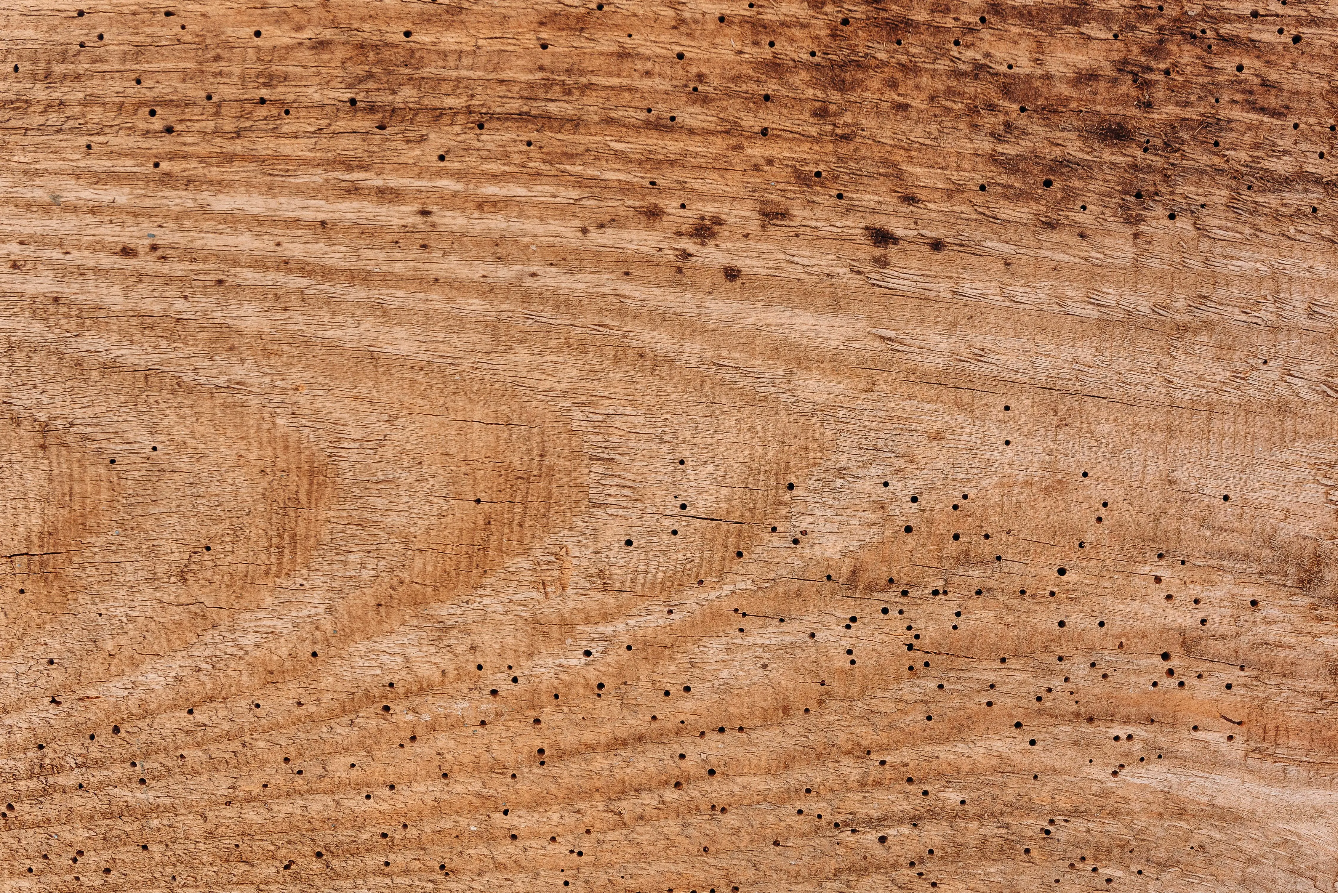 carpet beetles spray Close-up of a wooden texture with natural holes and lines, creating a patterned surface.