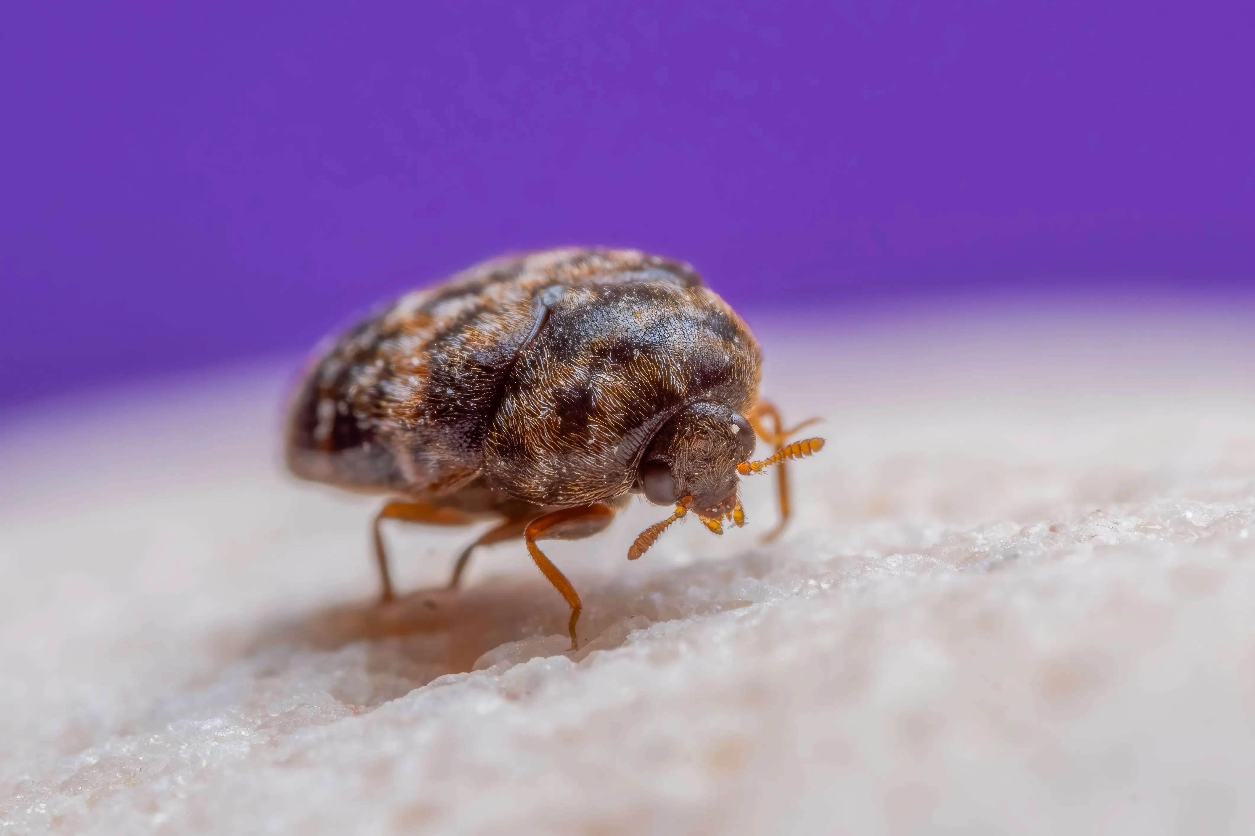 carpet beetles spray Macro shot of a carpet beetle highlighting its intricate details against a blurred purple background.