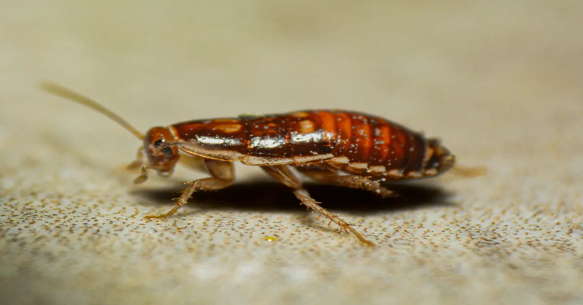 carpet beetles spray