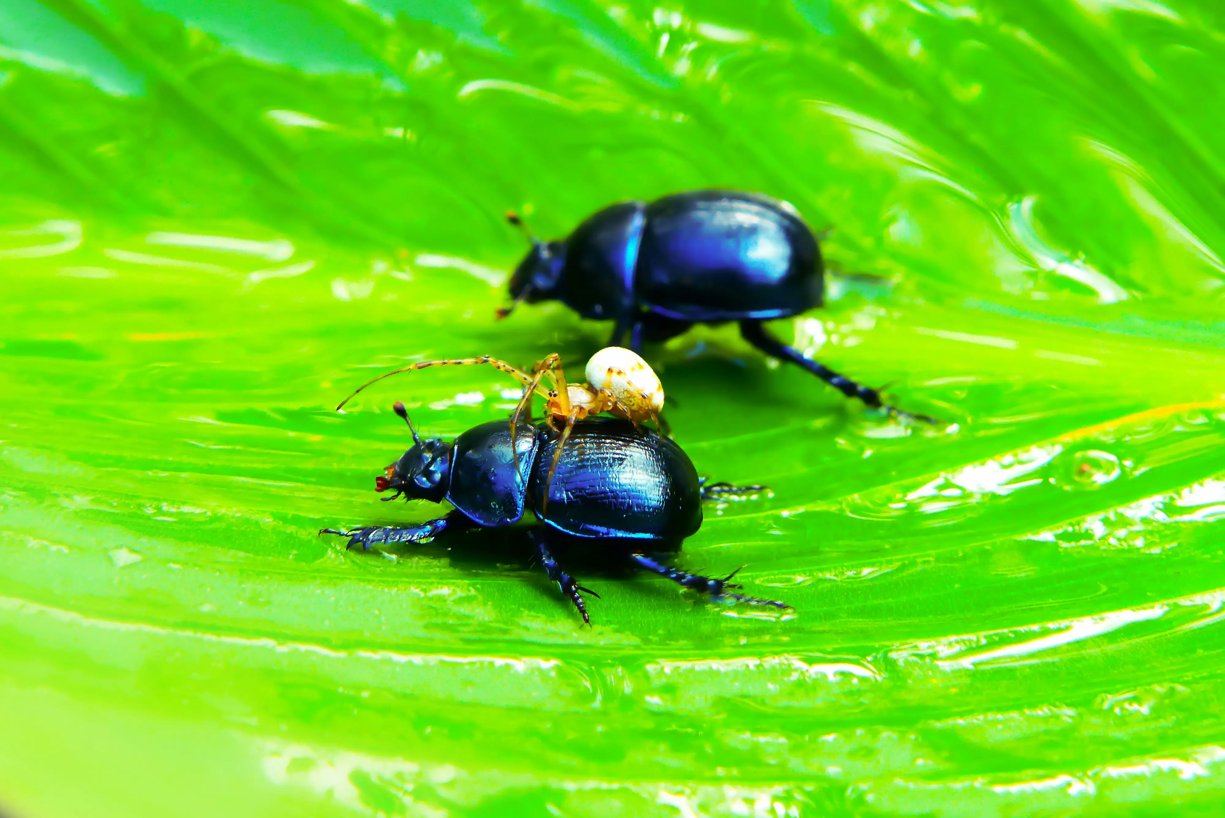 Asian Beetle Spray : 5 Killer Ways to Vanquish Pests !