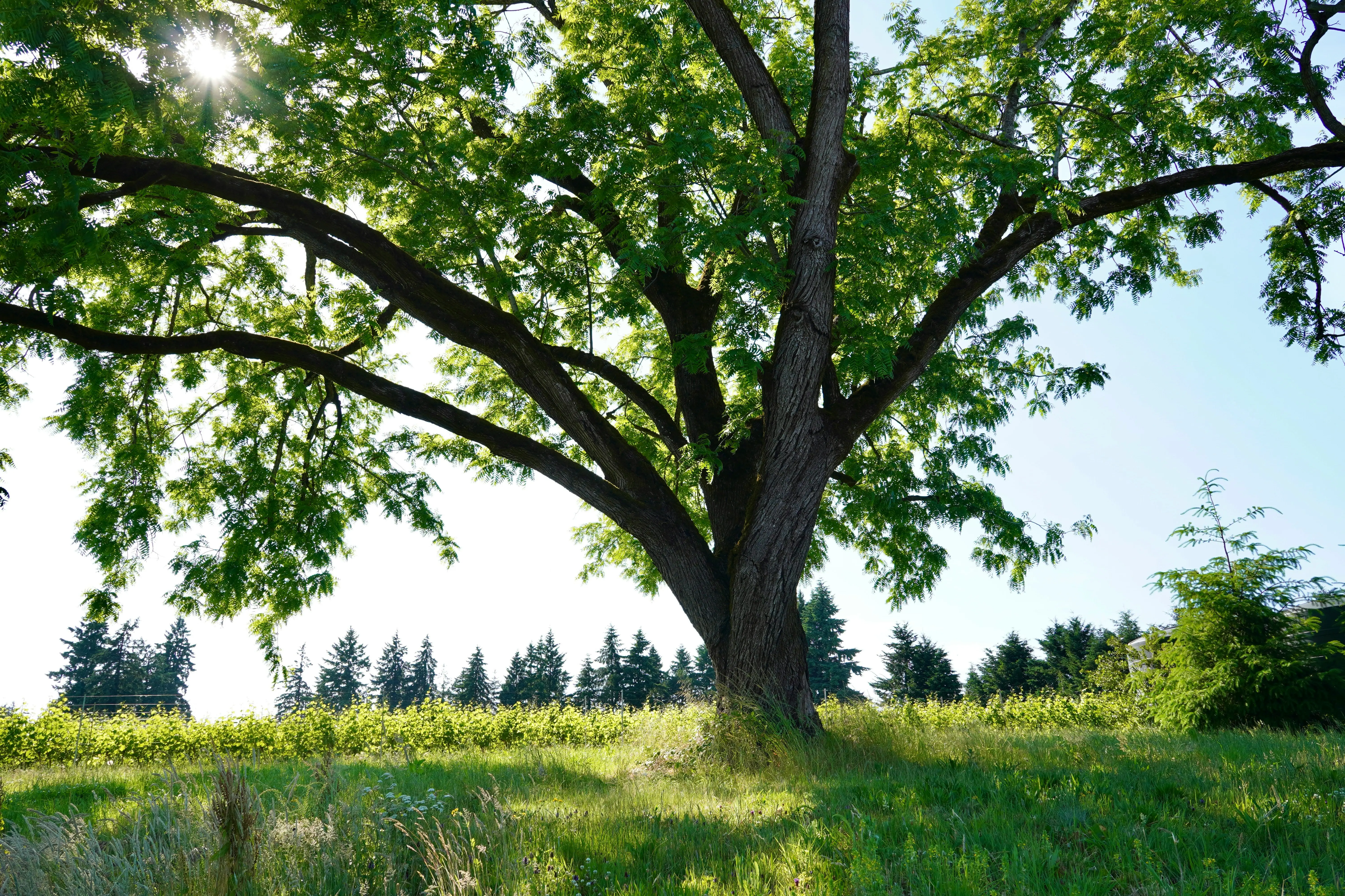 Grass Seed for Sun and Shade : Top 5 Picks !