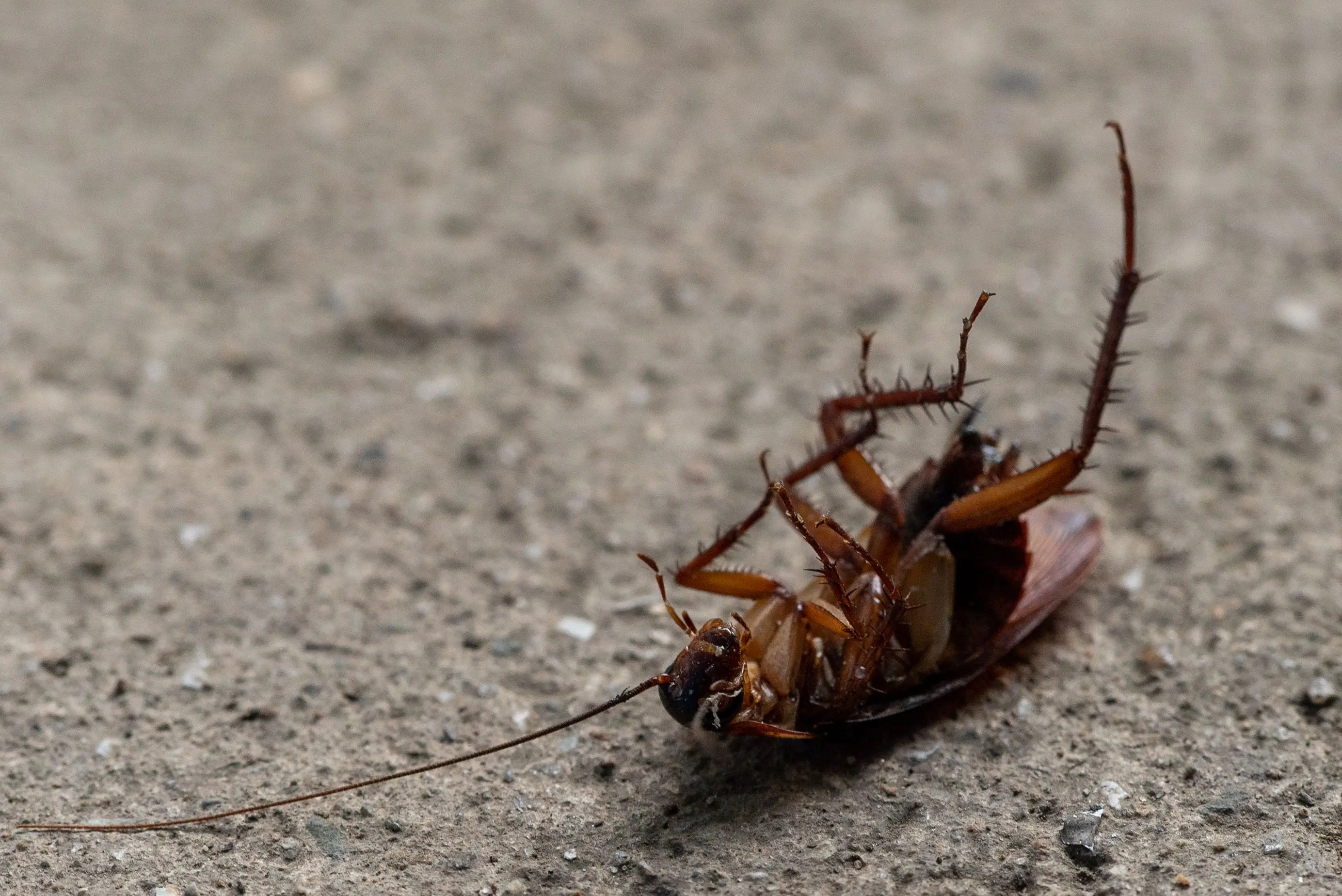 cost of exterminator Macro shot of a dead cockroach lying on its back on concrete surface.