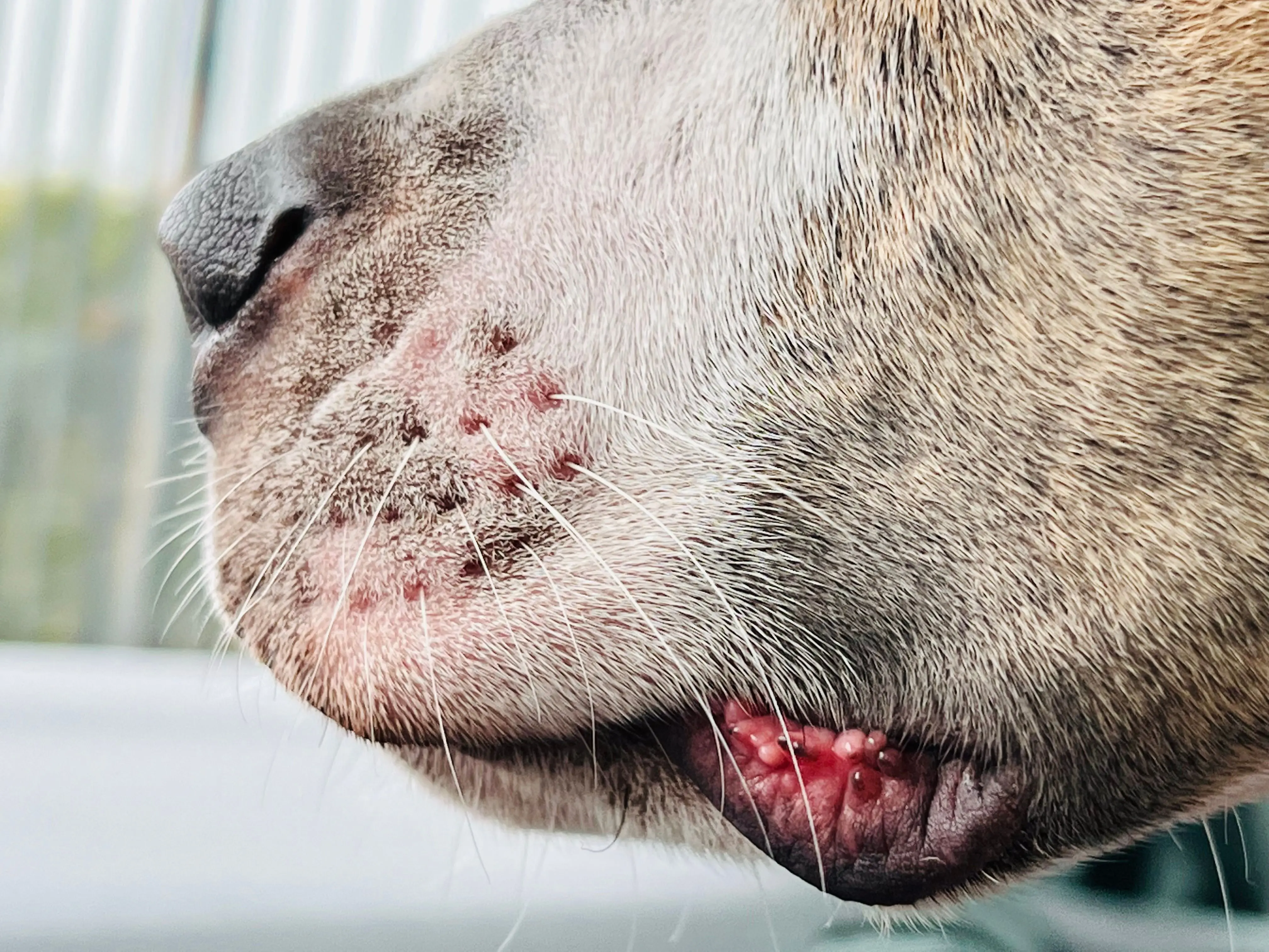 does coconut oil kill fleas Detailed close-up of a dog's snout, mouth, and whiskers, showcasing skin texture.
