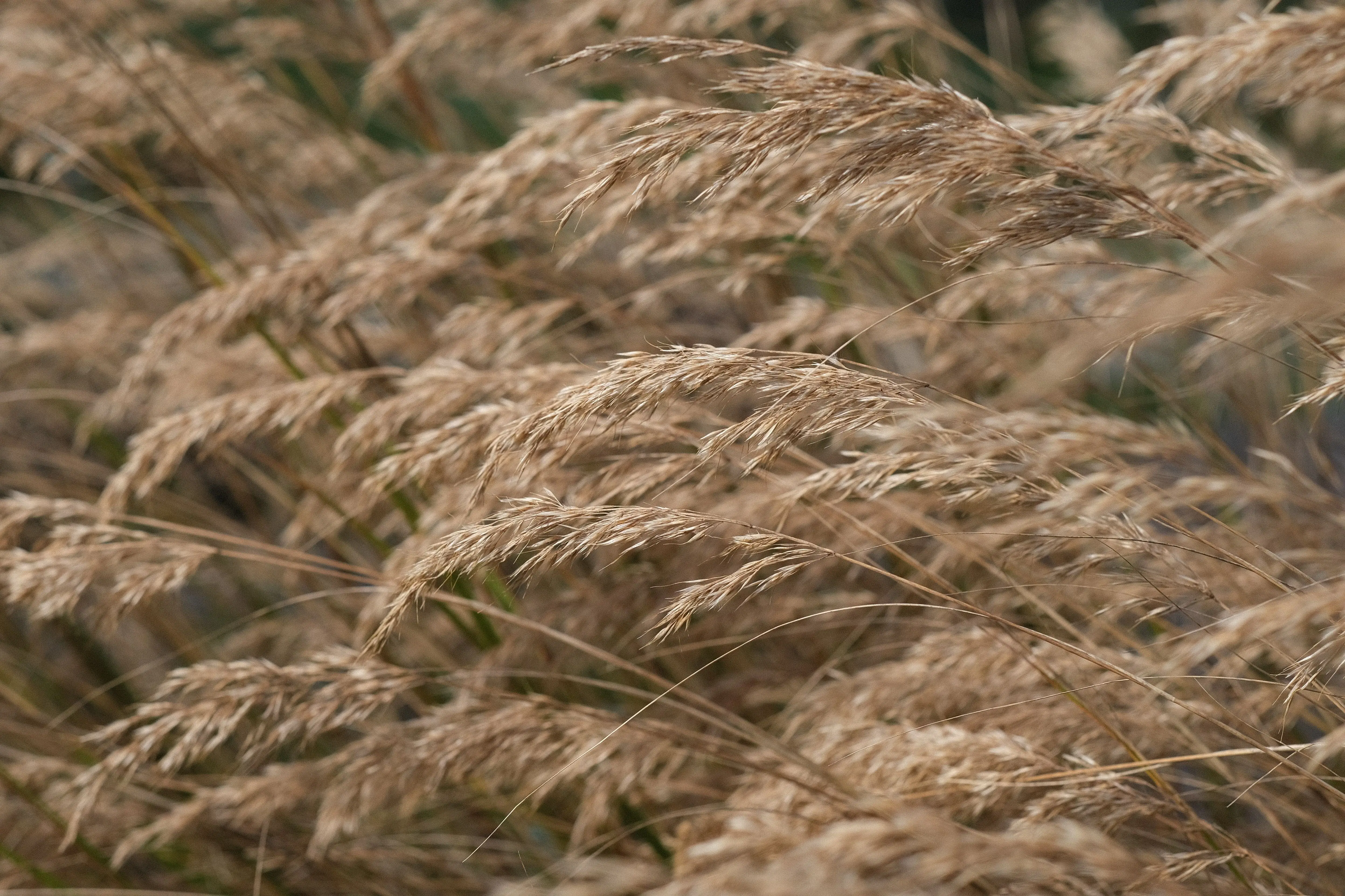 grass seed for sun and shade A detailed close-up of beige dried long grass swaying gently in the wind.