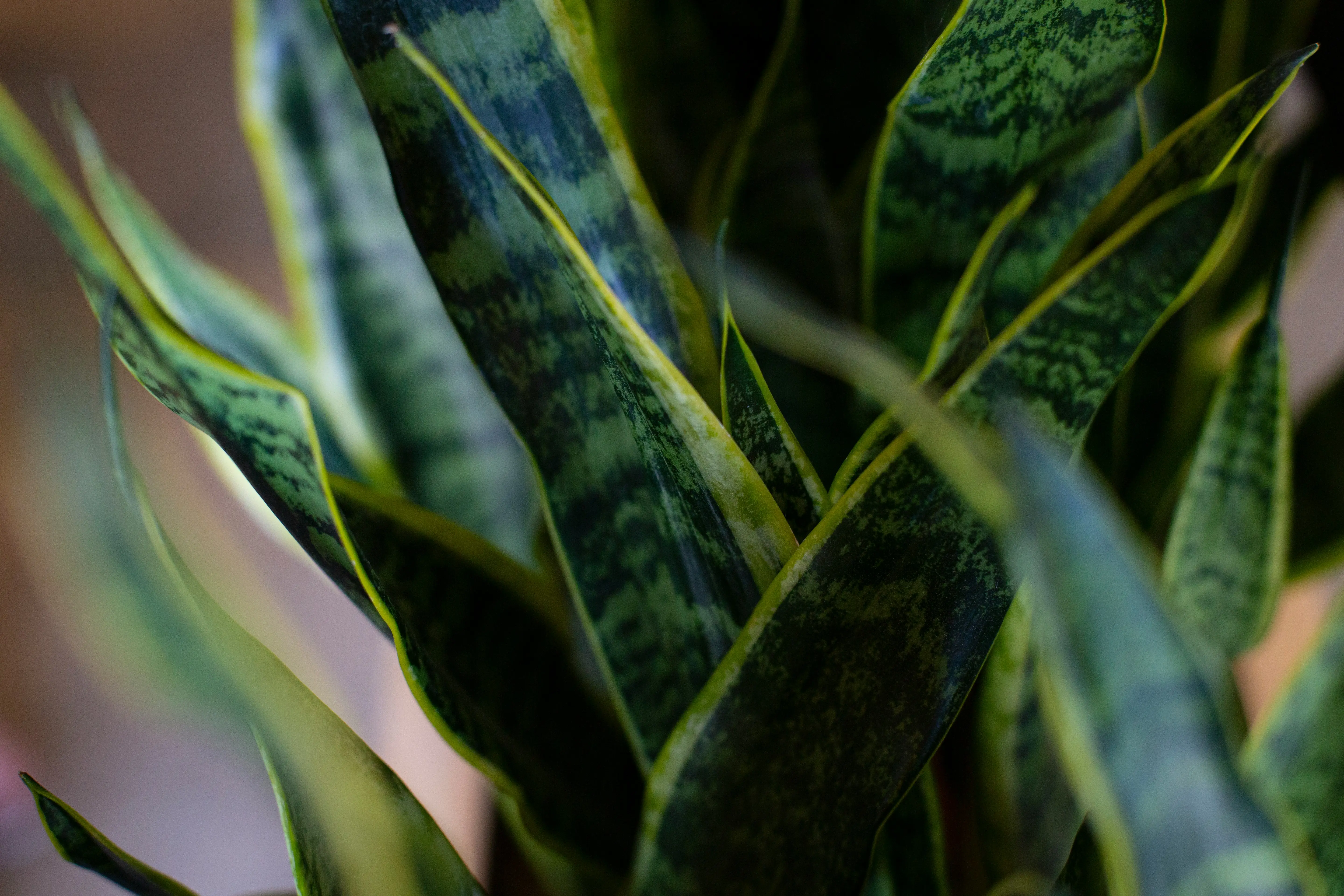 Big Snake Plant : 5 Amazing Benefits You Need Now !