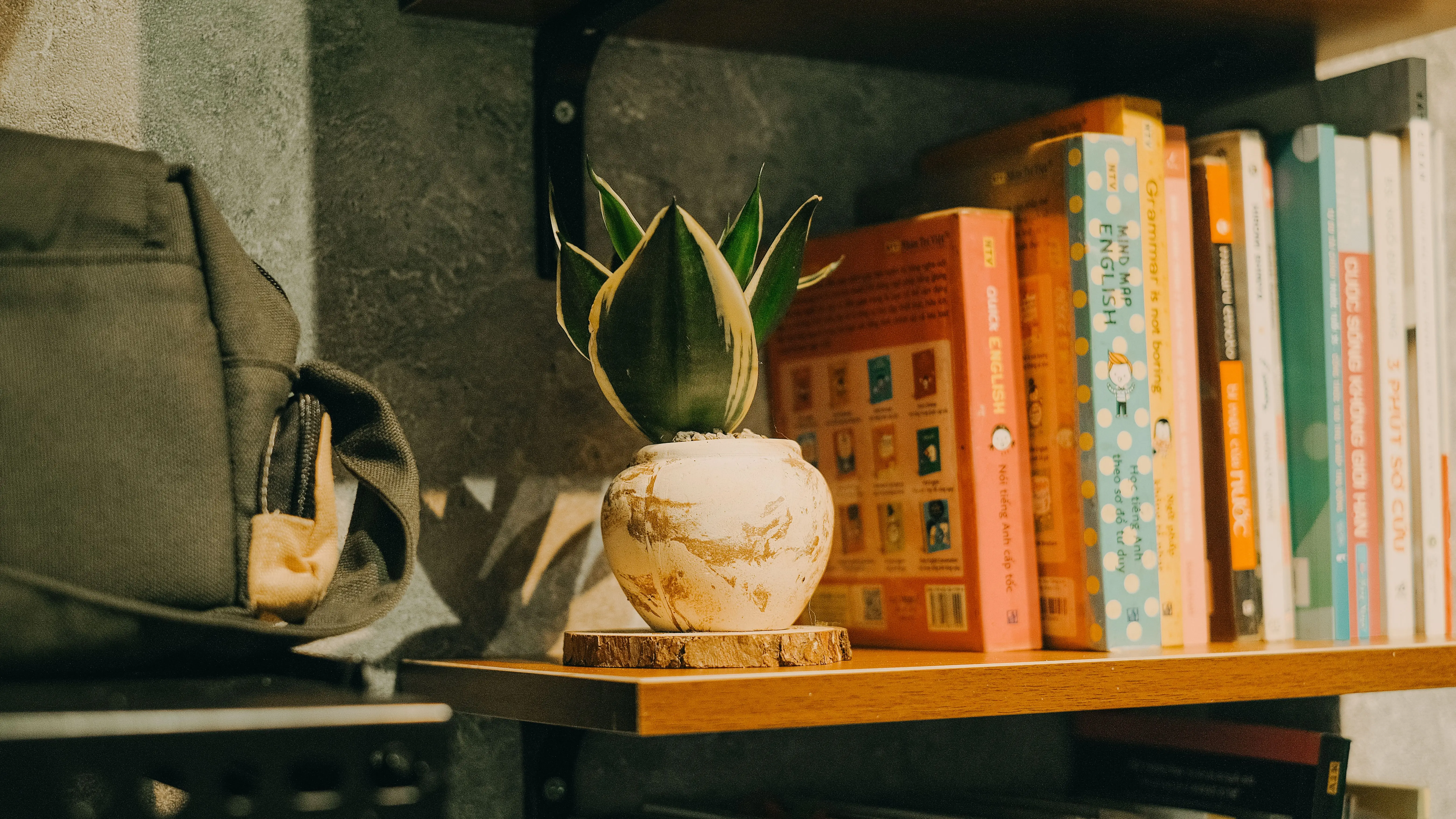 big snake plant A serene bookshelf scene featuring a potted plant and a collection of books.