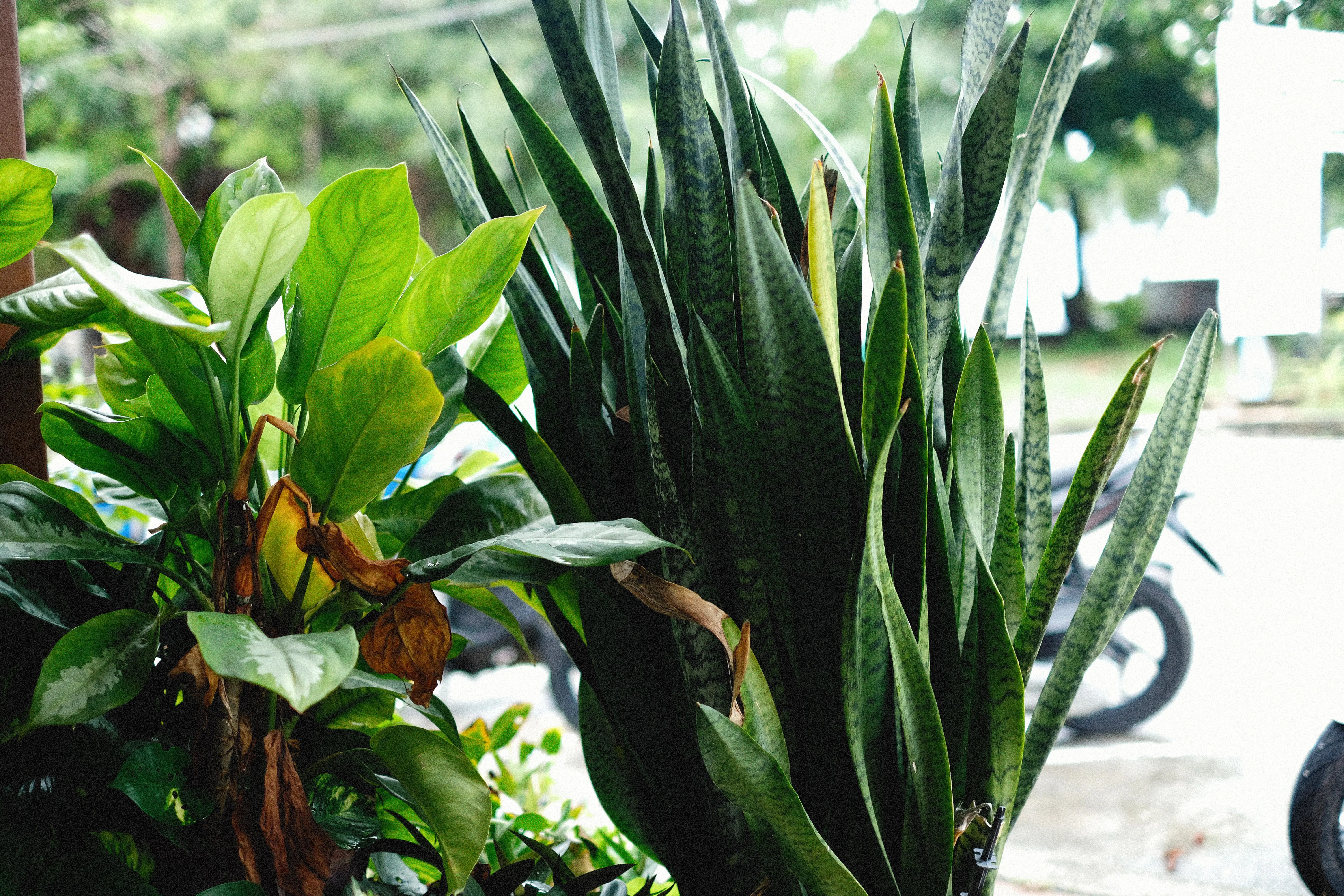 big snake plant Close-up of vibrant green snake plant with surrounding foliage indoors.