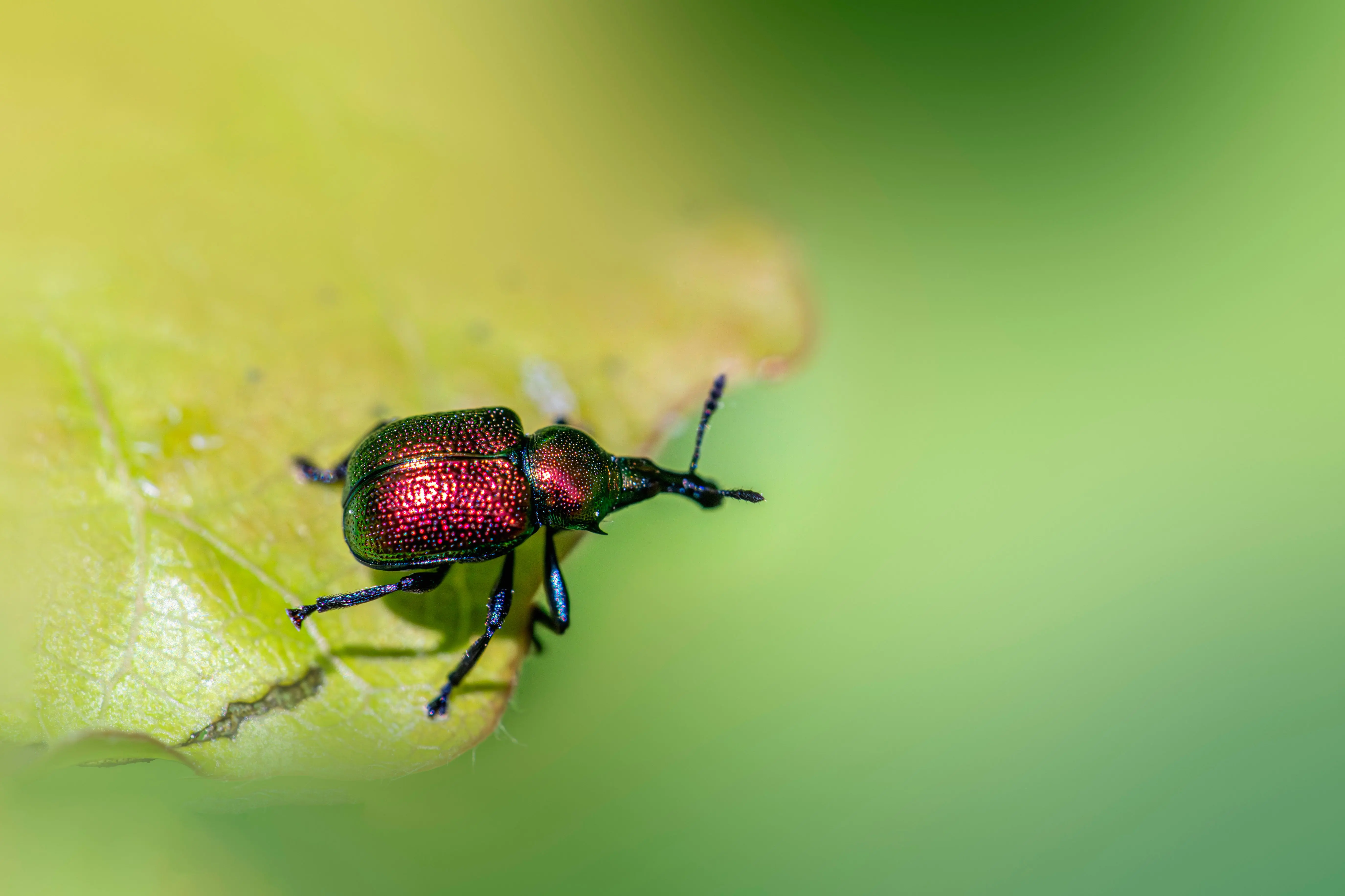 cost of exterminator Detailed macro shot of a colorful aspen leaf-rolling weevil (Byctiscus populi) on a green leaf.