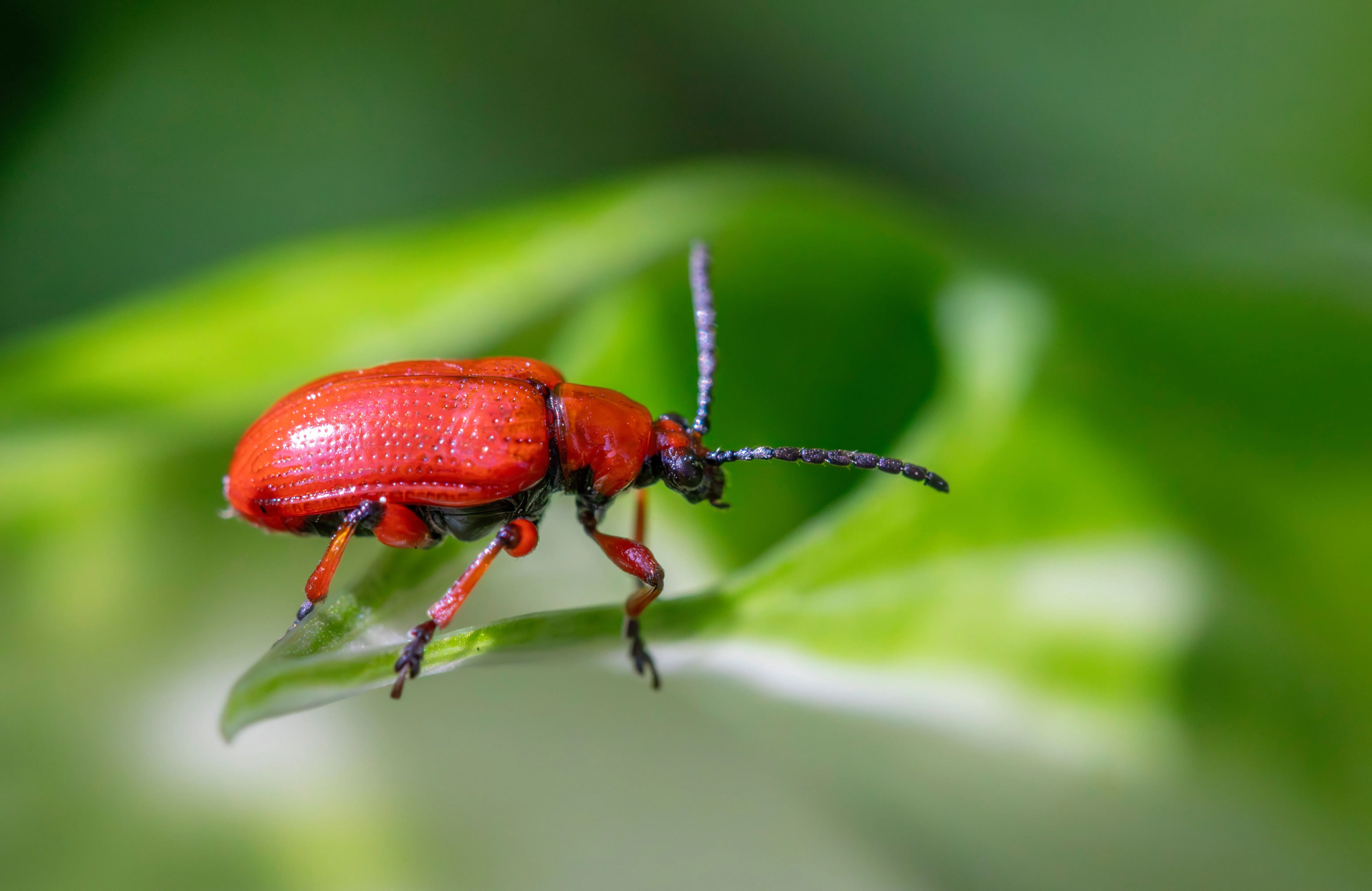 cost of exterminator A vibrant red lily beetle perched on a green leaf, highlighting its detailed texture.