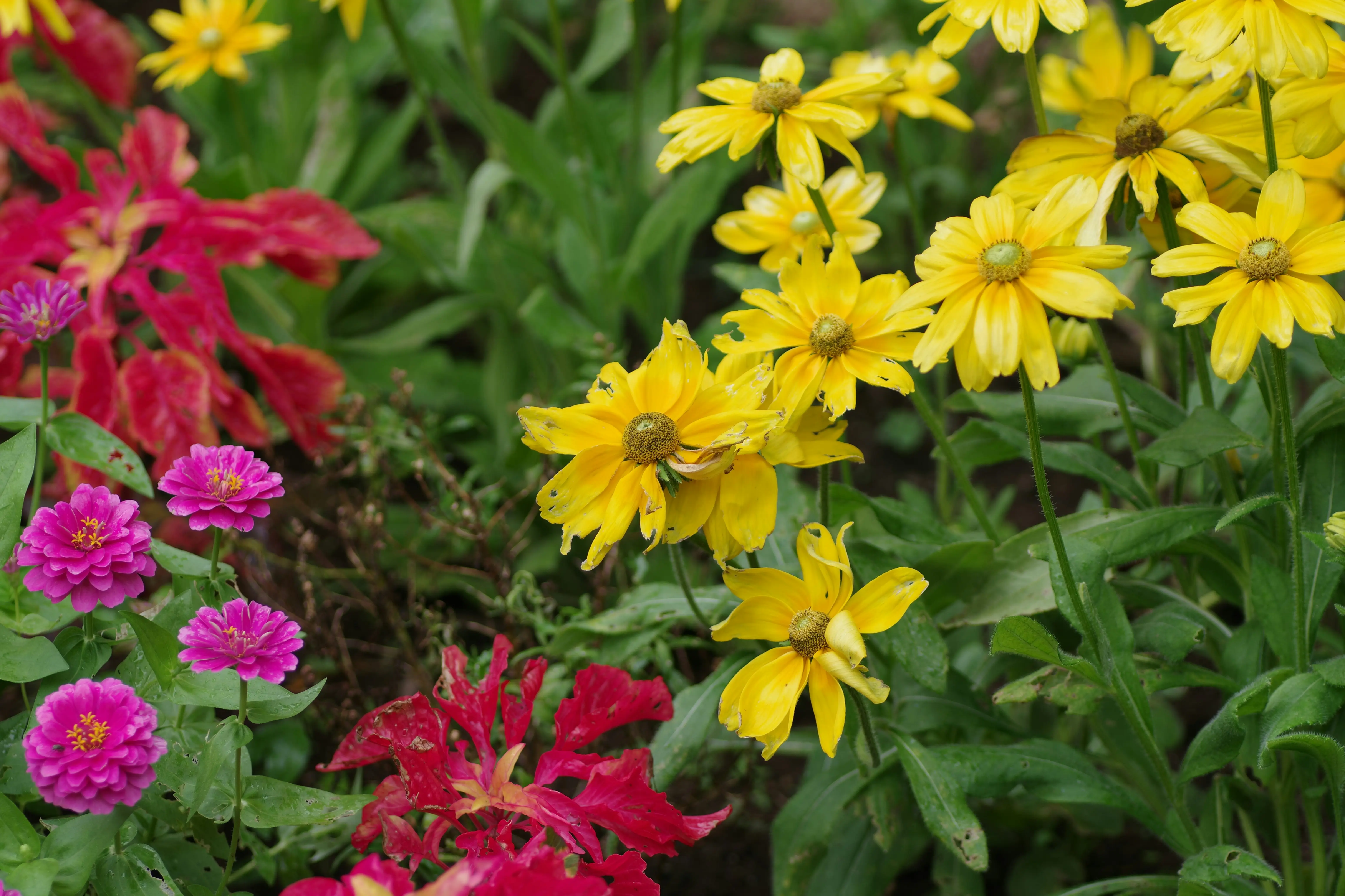 Zone 5 Perennials : 7 Stunning Must-Haves !