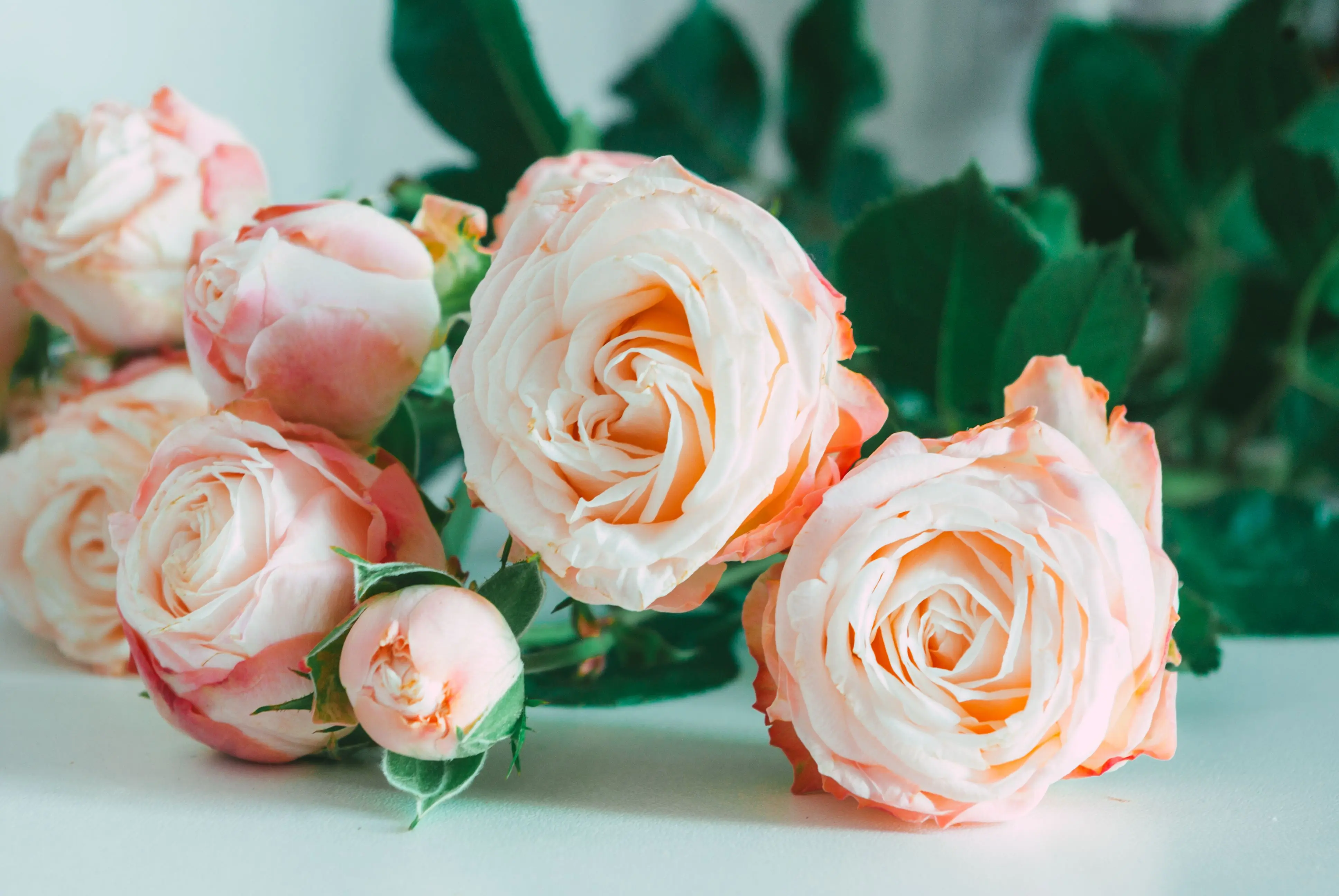 big bouquet of roses Close-up of blooming pink roses with lush green leaves creating a romantic floral display.