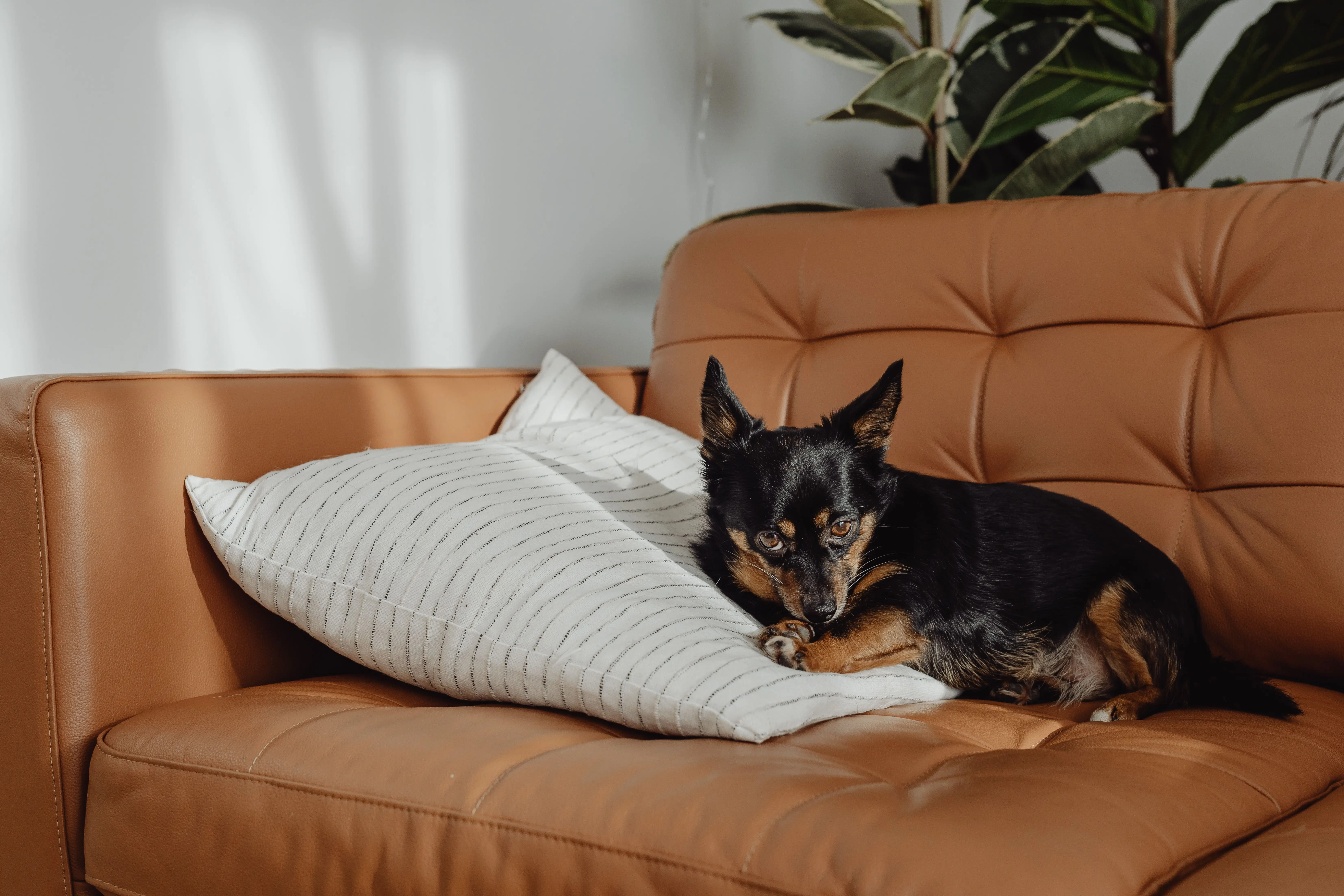 brown sectional sofa Cute Chihuahua lying on a leather sofa with a pillow, cozy home setting.