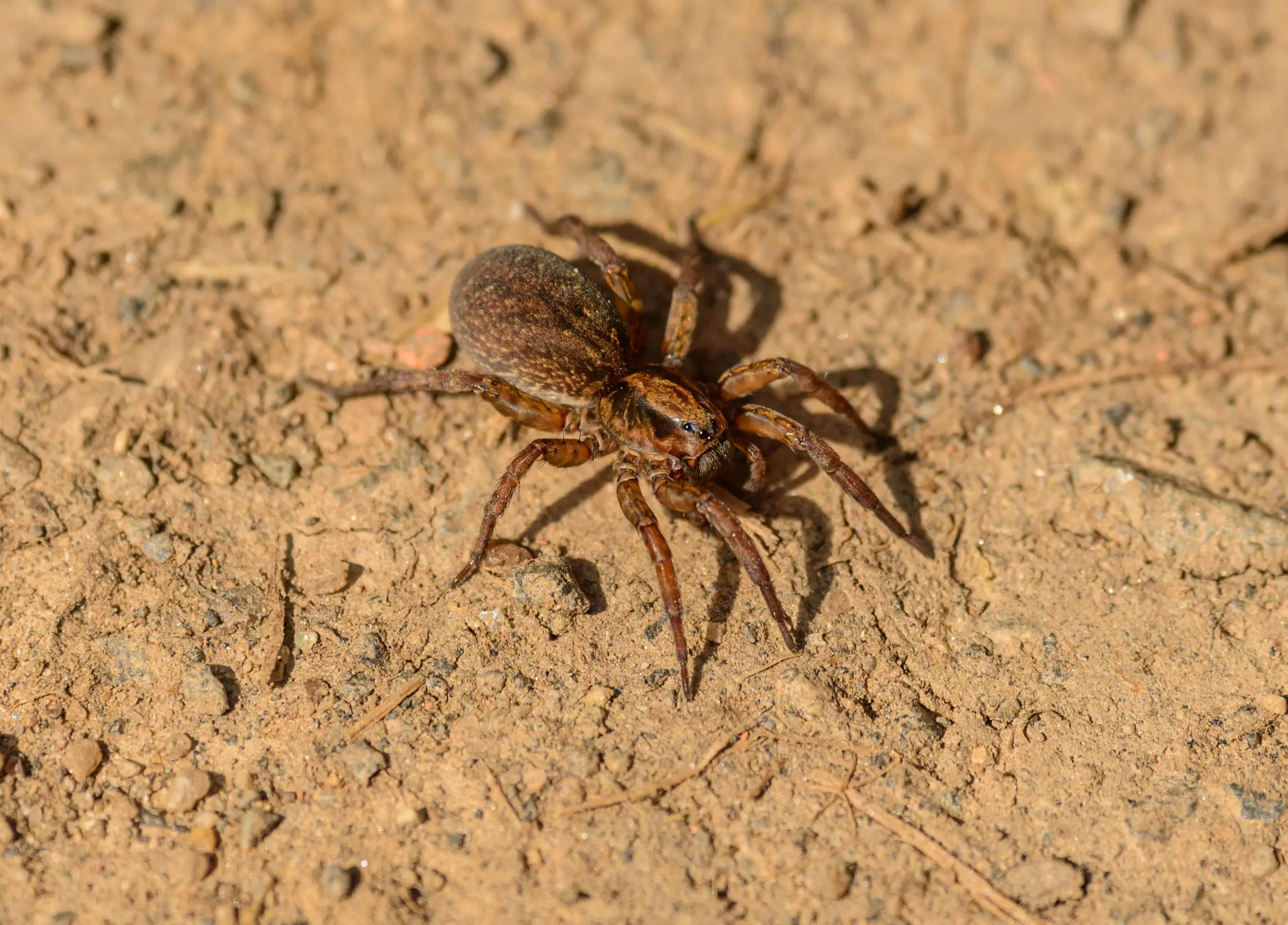 brown spider with black stripes From above of carnivorous spider with brown abdomen and many thin legs sitting on dry uneven terrain in zoo in daylight