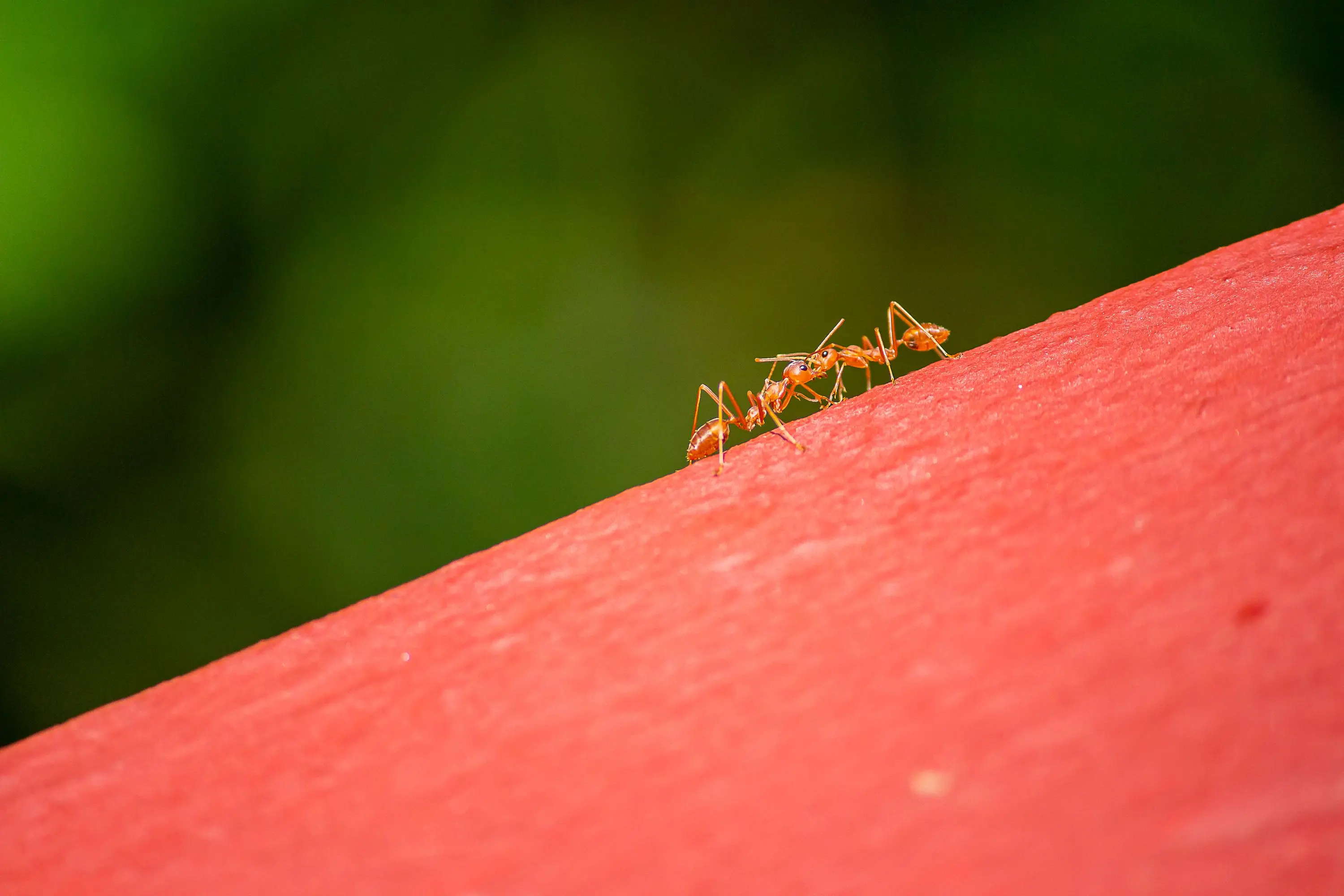 ant spray outdoor Close-up of red ants on a bright red surface against a natural green background.