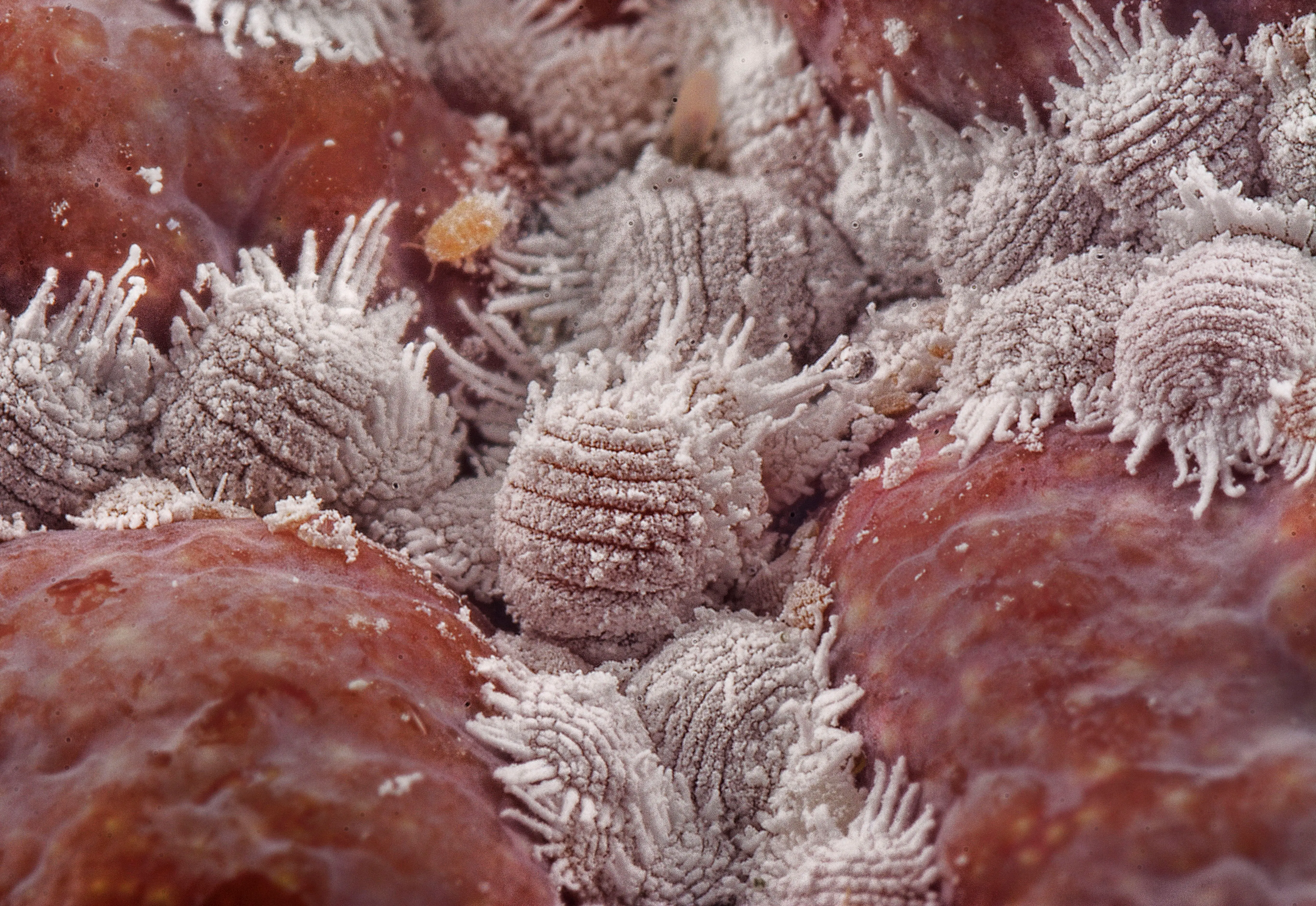 carpet beetles spray Detailed macro shot of white mealybugs infesting a red plant surface, showcasing pest infestation.