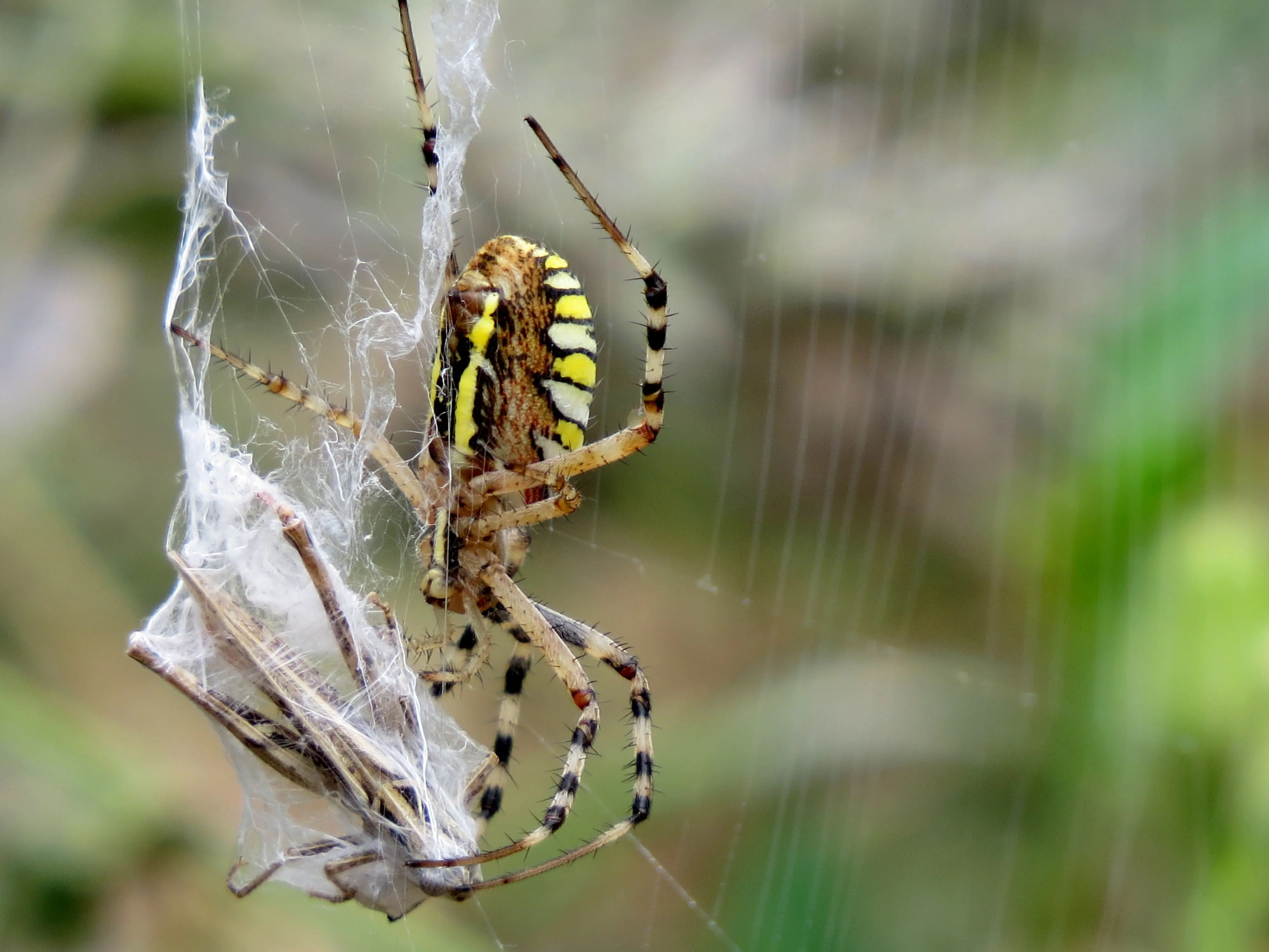 brown spider with black stripes Detailed capture of a wasp spider (Argiope bruennichi) with prey in its web.