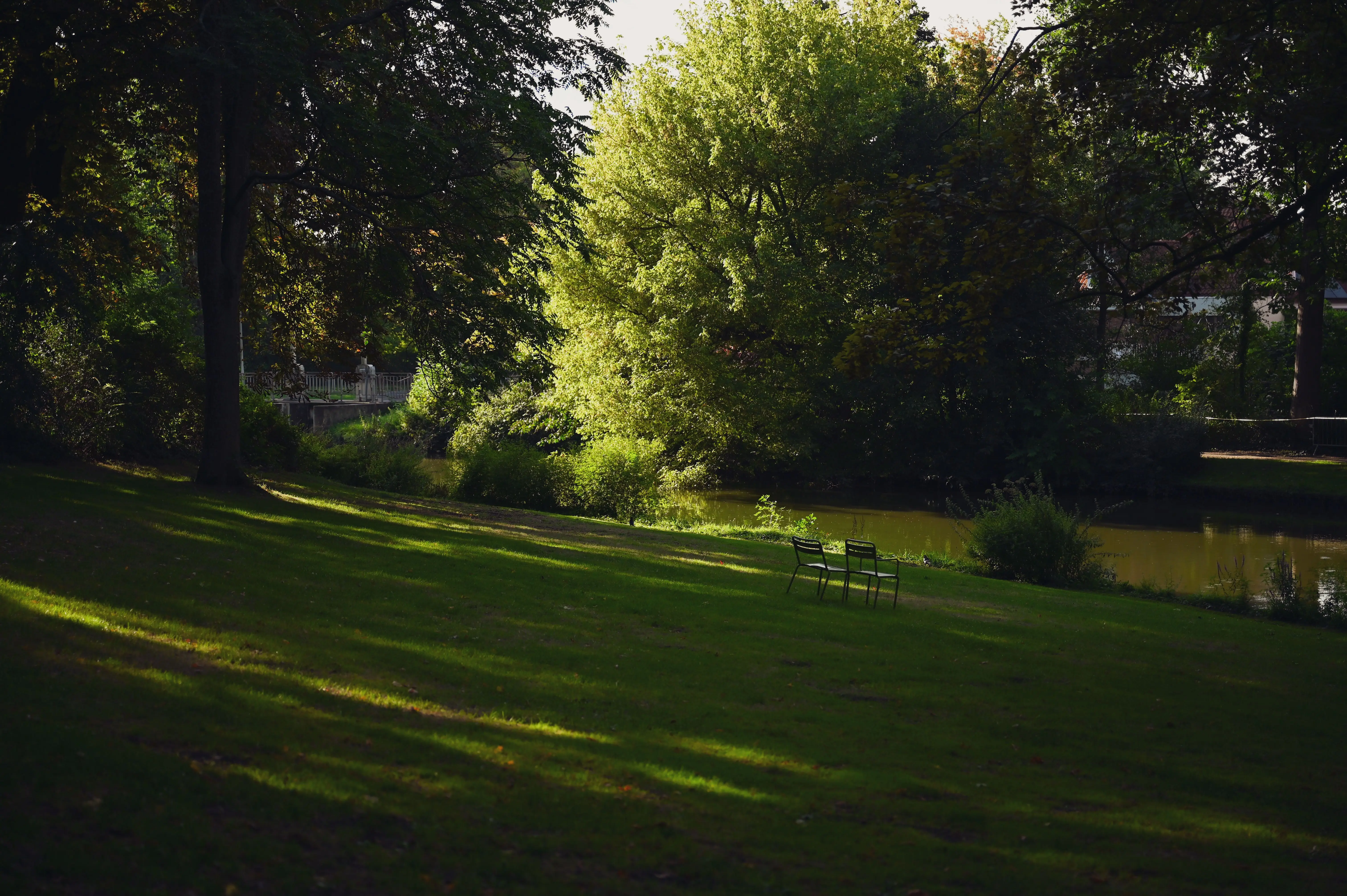 grass seed for sun and shade Tranquil park setting in Belgium with lush green trees and empty chairs, perfect for relaxation.