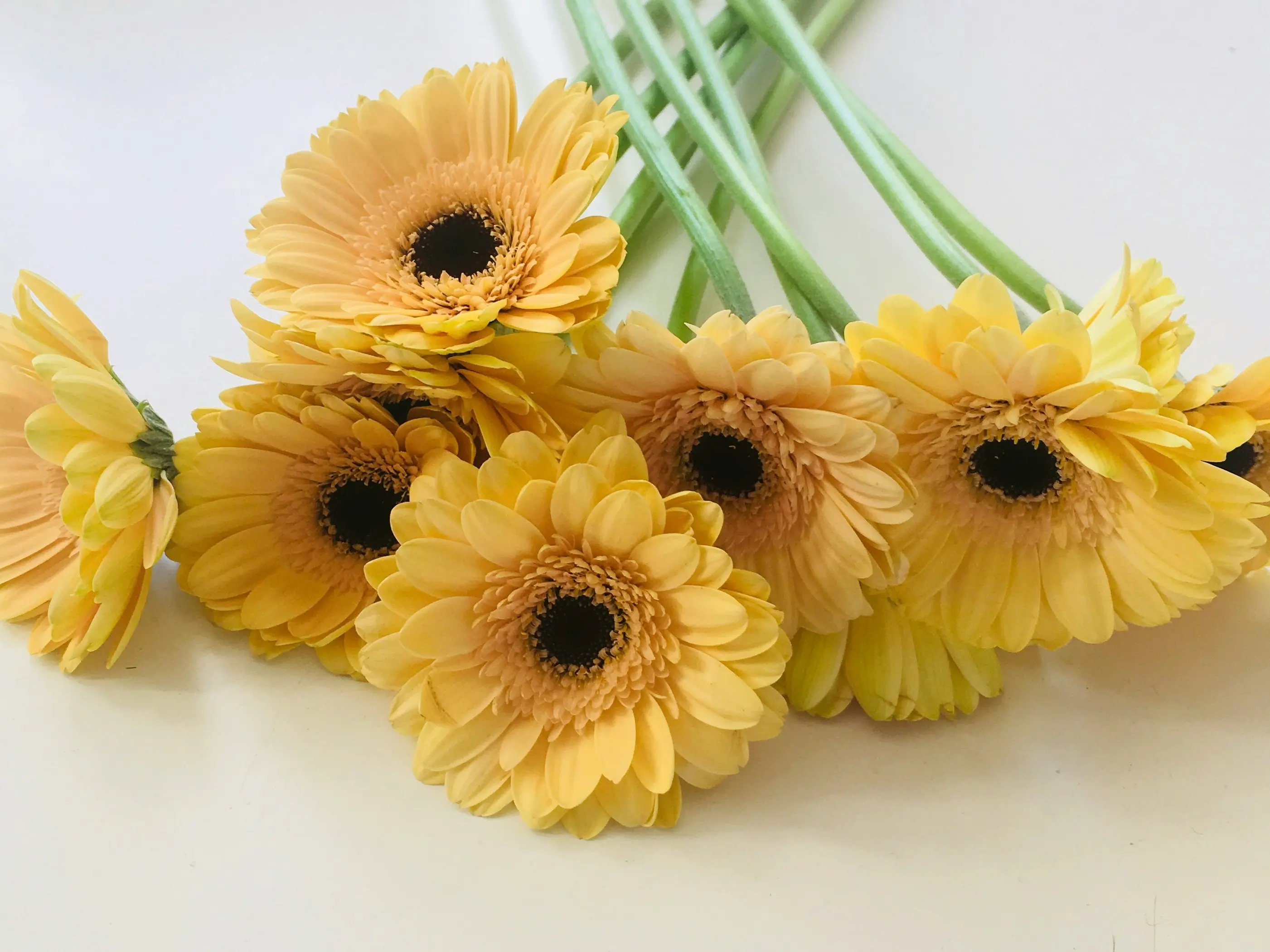 Gerbera Flower Bouquet : 5 Stunning Designs !