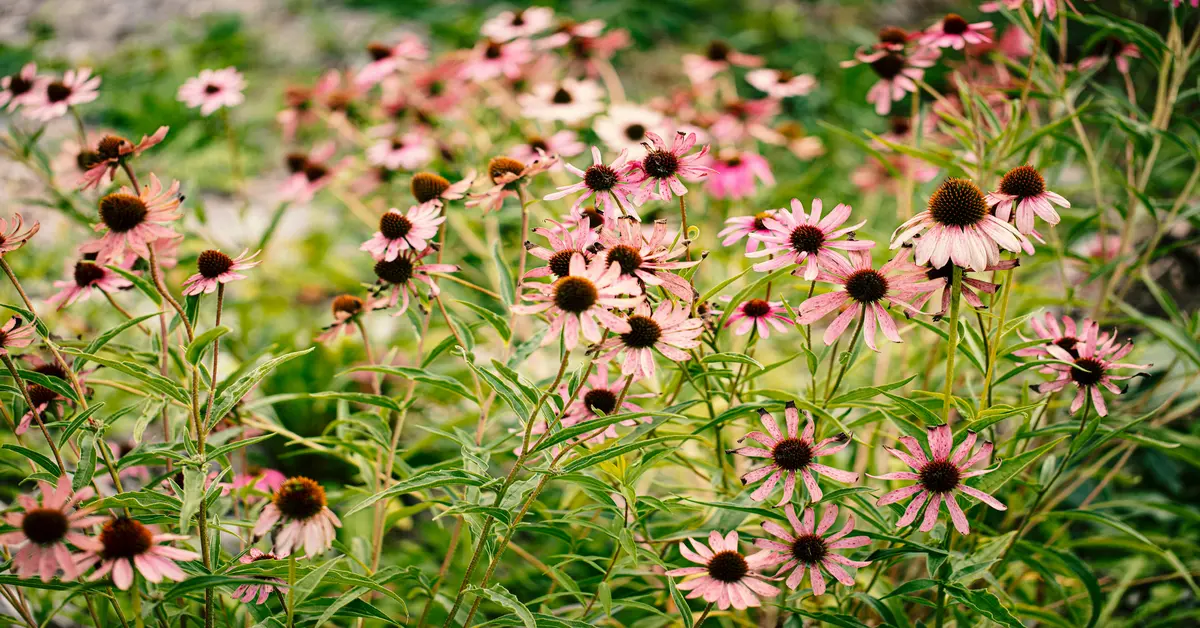 zone 5 perennials